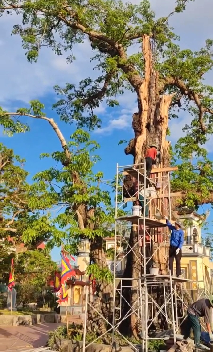 Hải Phòng: 'Cụ' gạo đền Mõ, cây di sản Việt Nam gần 750 năm tuổi được hồi sinh thần kỳ - Ảnh 5.