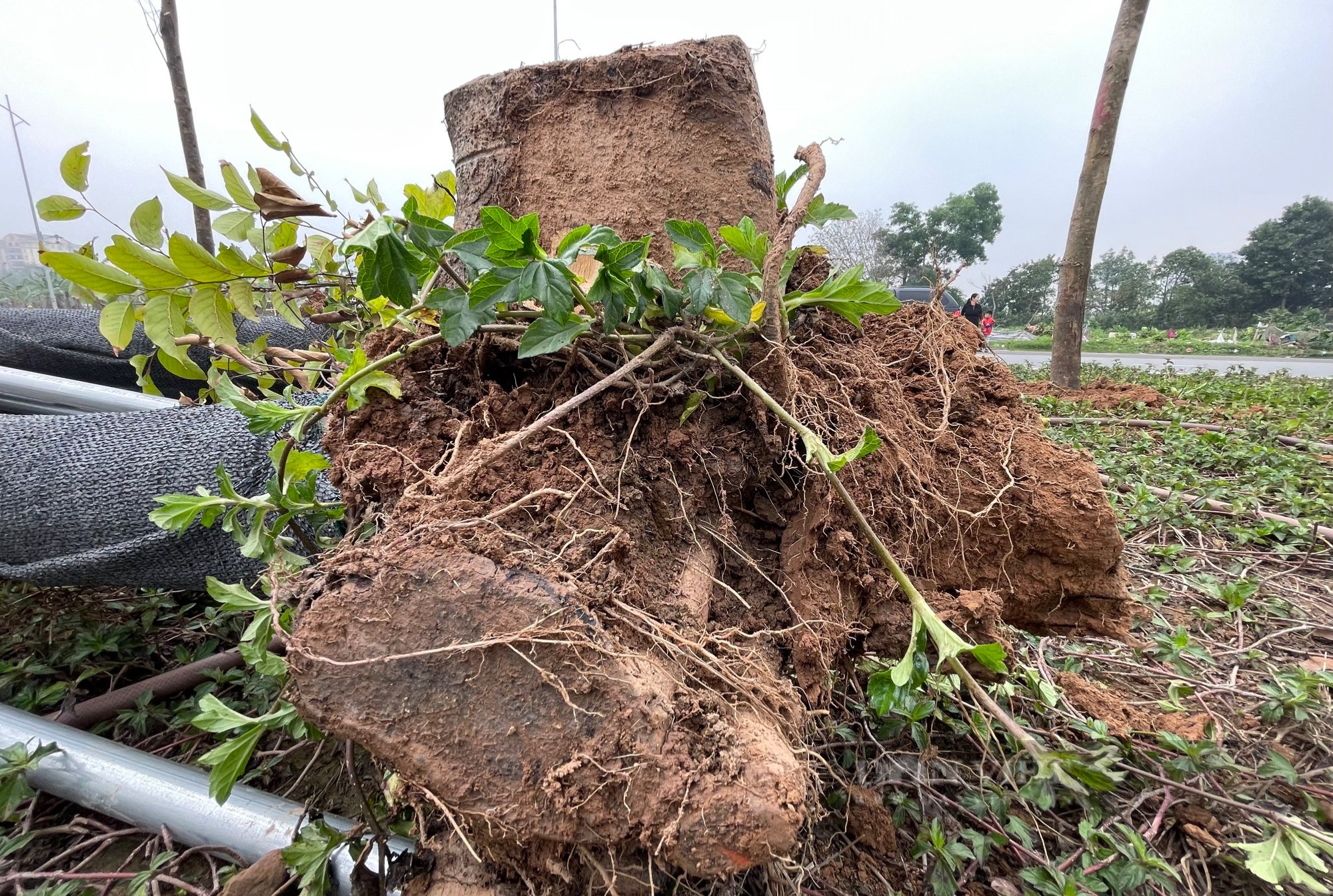 Cây chết trên tuyến đường hơn 700 tỷ đồng, nhà thầu và chủ đầu tư vội vàng nhổ bỏ, gốc không có rễ- Ảnh 15.