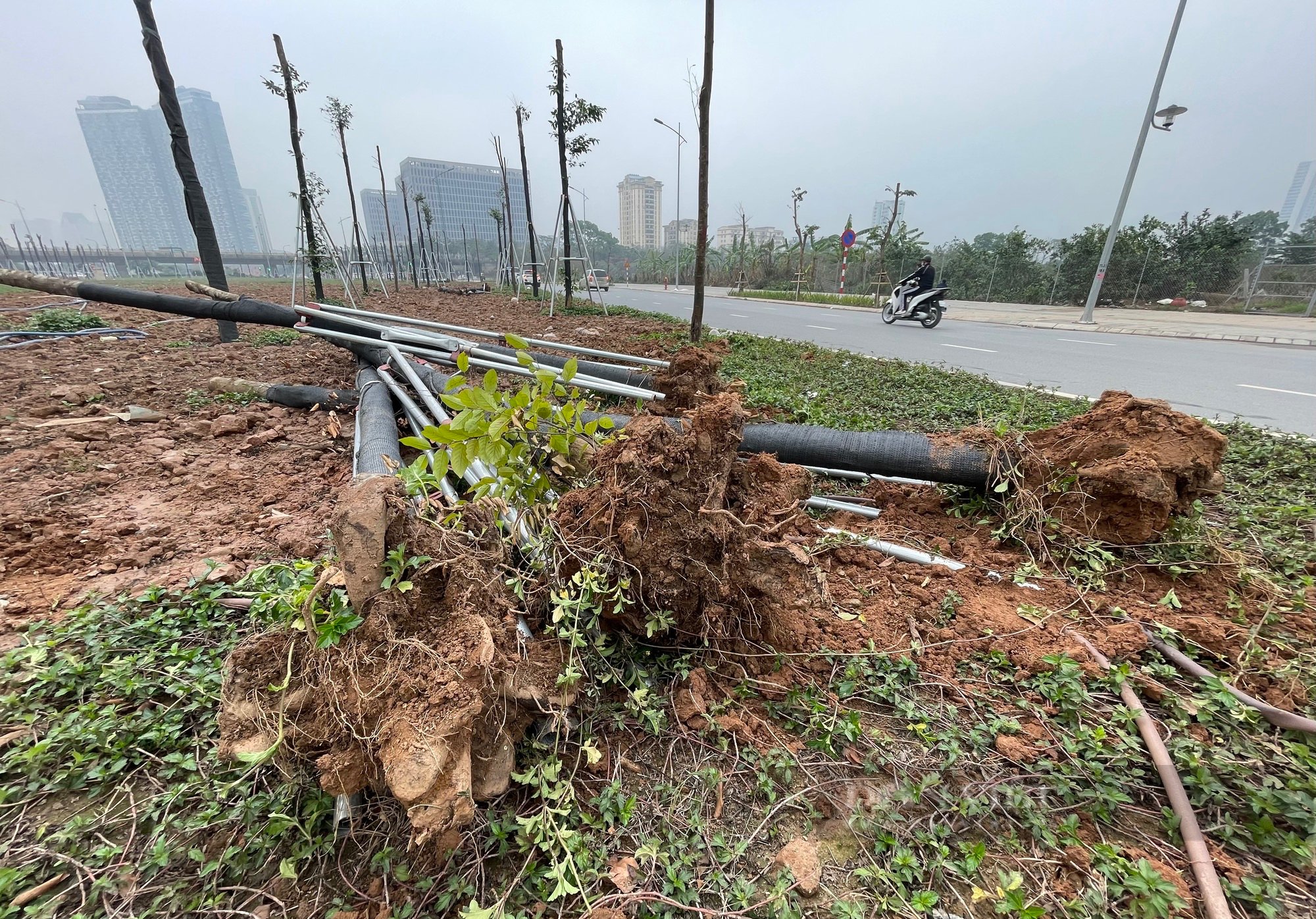 Cây chết trên tuyến đường hơn 700 tỷ đồng, nhà thầu và chủ đầu tư vội vàng nhổ bỏ, gốc không có rễ- Ảnh 16.