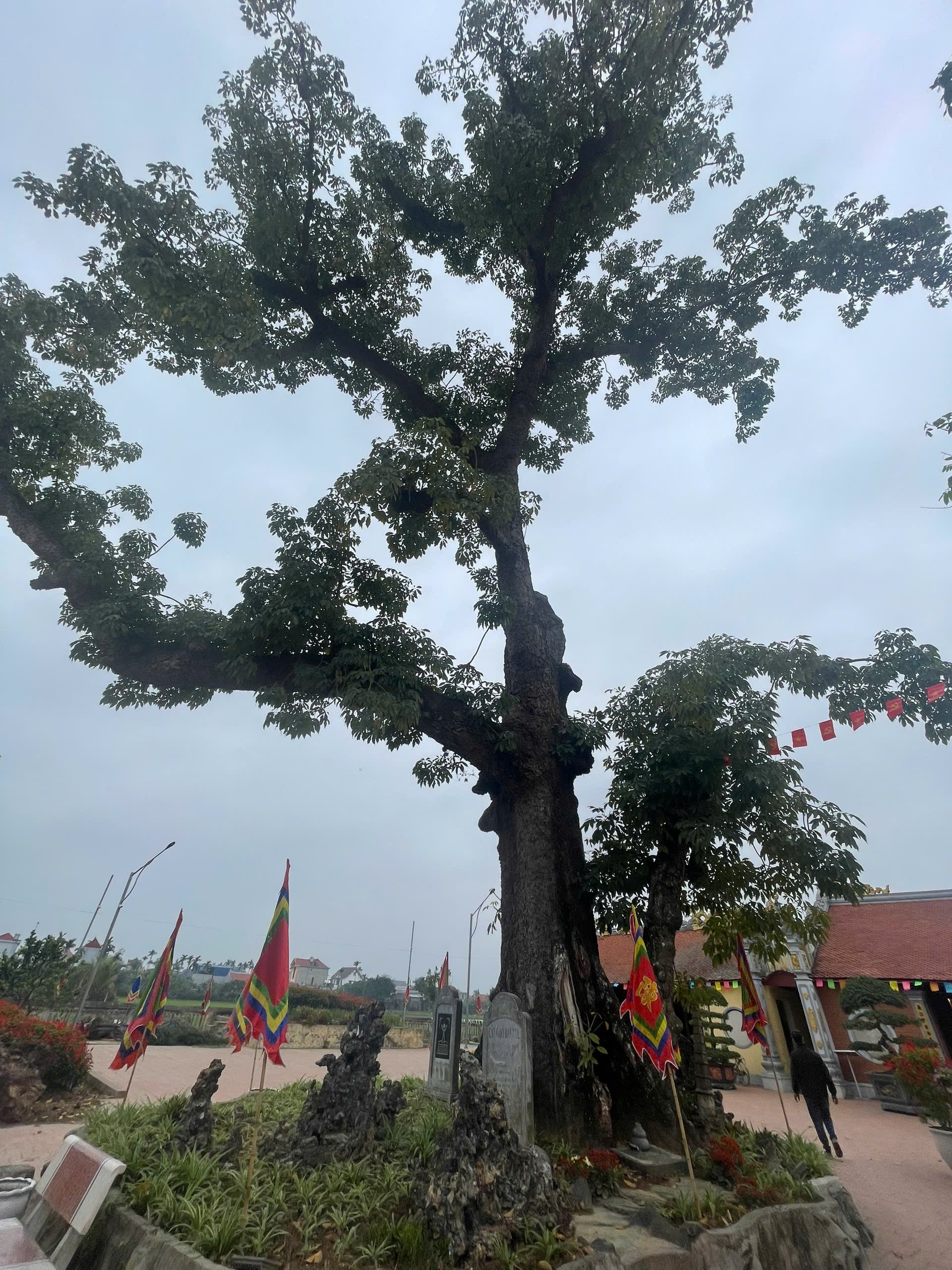 Hải Phòng: 'Cụ' gạo đền Mõ, cây di sản Việt Nam gần 750 năm tuổi được hồi sinh thần kỳ - Ảnh 9.