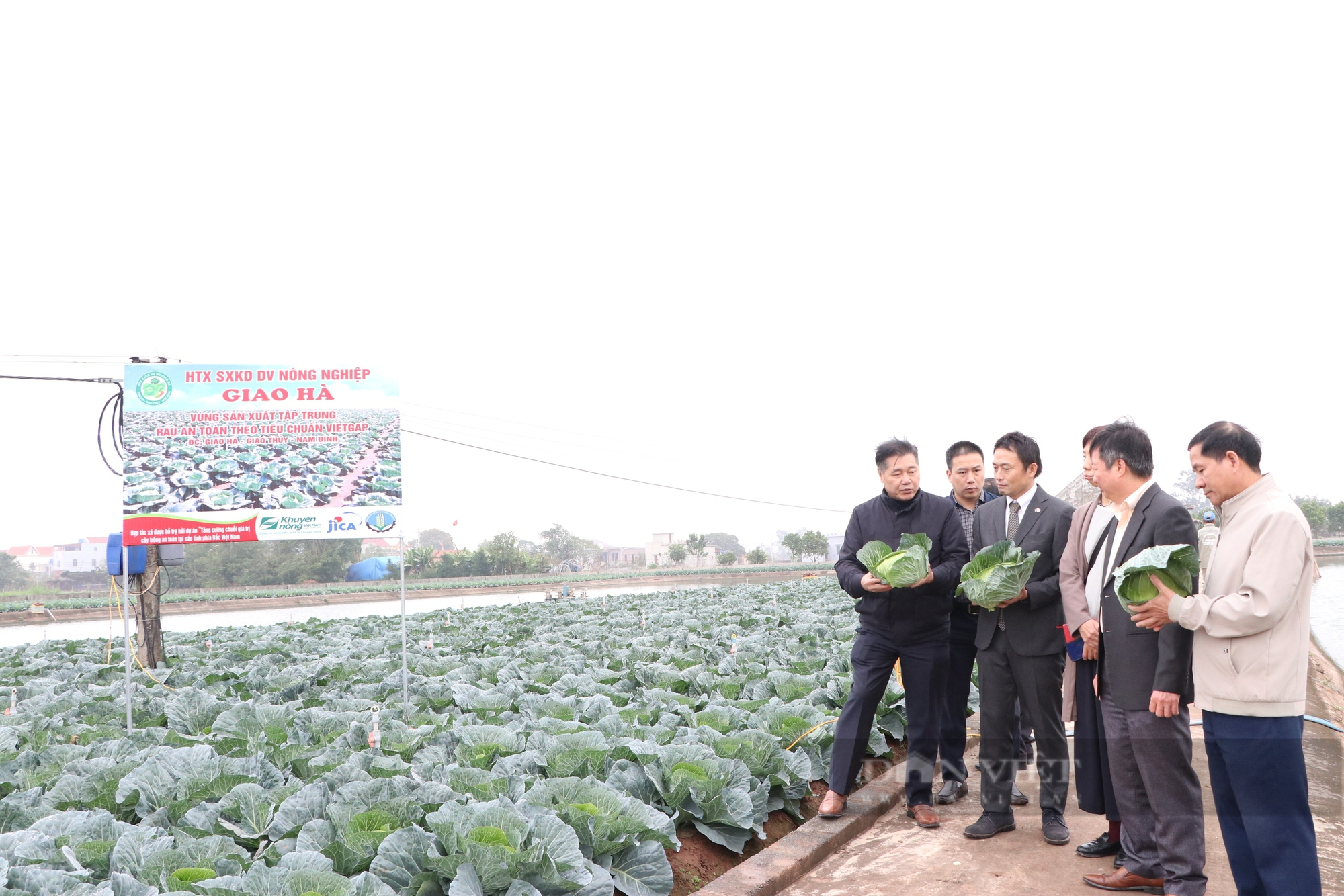 Nông dân Nam Định trồng bắp cải "khổng lồ" theo kiểu Nhật Bản, rau xanh mướt, sạch bệnh, thương lái "xuống tiền mua cả ruộng" - Ảnh 3.