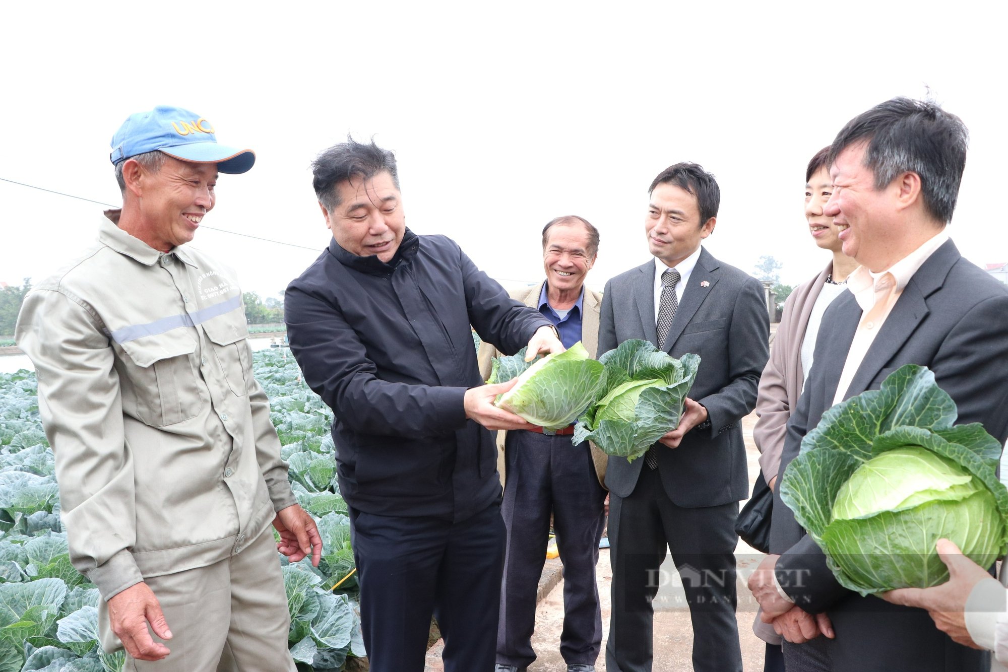 Nông dân Nam Định trồng bắp cải "khổng lồ" theo kiểu Nhật Bản, rau xanh mướt, sạch bệnh, thương lái "xuống tiền mua cả ruộng" - Ảnh 2.