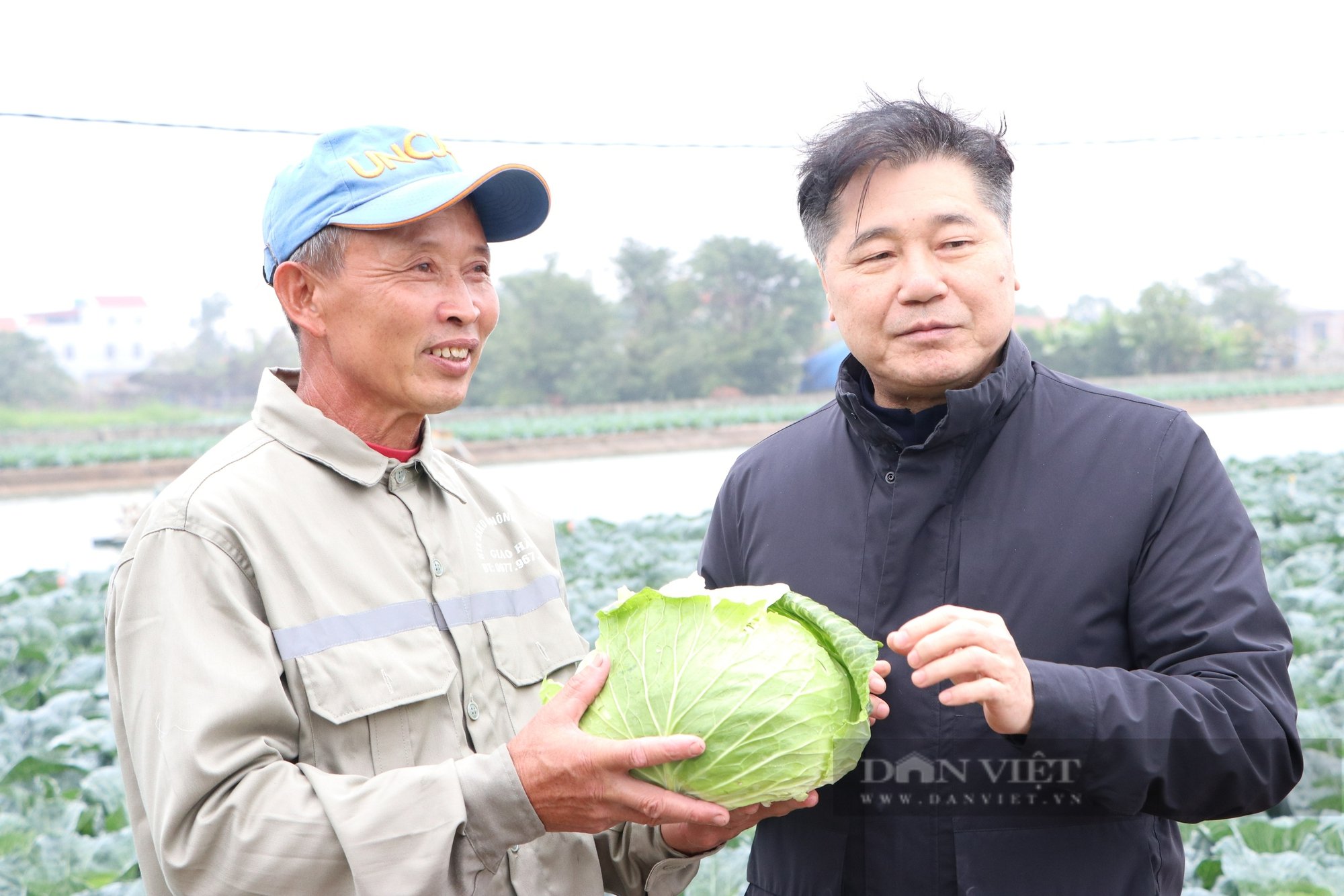 Nông dân Nam Định trồng bắp cải "khổng lồ" theo kiểu Nhật Bản, rau xanh mướt, sạch bệnh, thương lái "xuống tiền mua cả ruộng" - Ảnh 4.