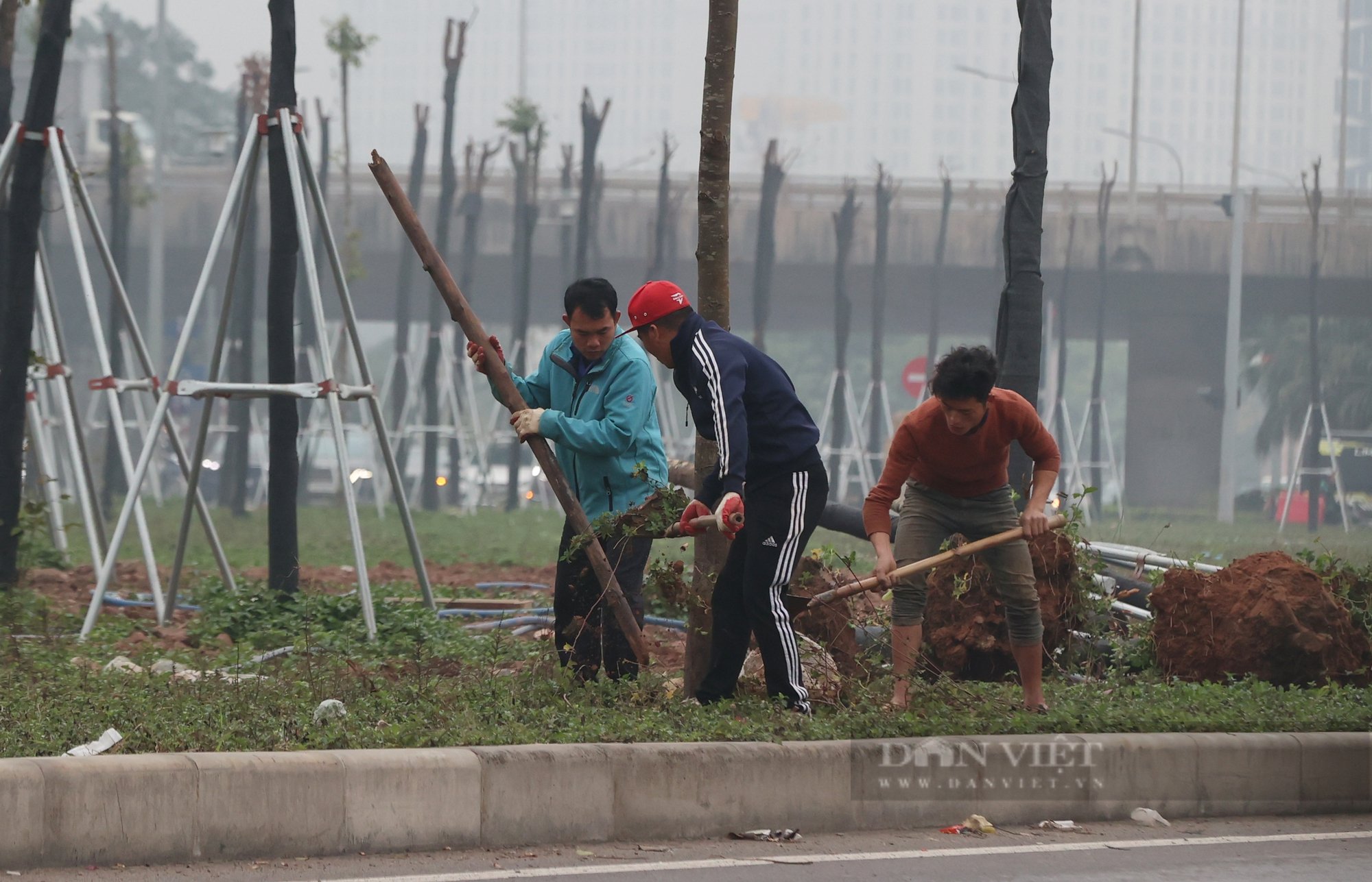 Cây chết trên tuyến đường hơn 700 tỷ đồng, nhà thầu và chủ đầu tư vội vàng nhổ bỏ, gốc không có rễ- Ảnh 14.