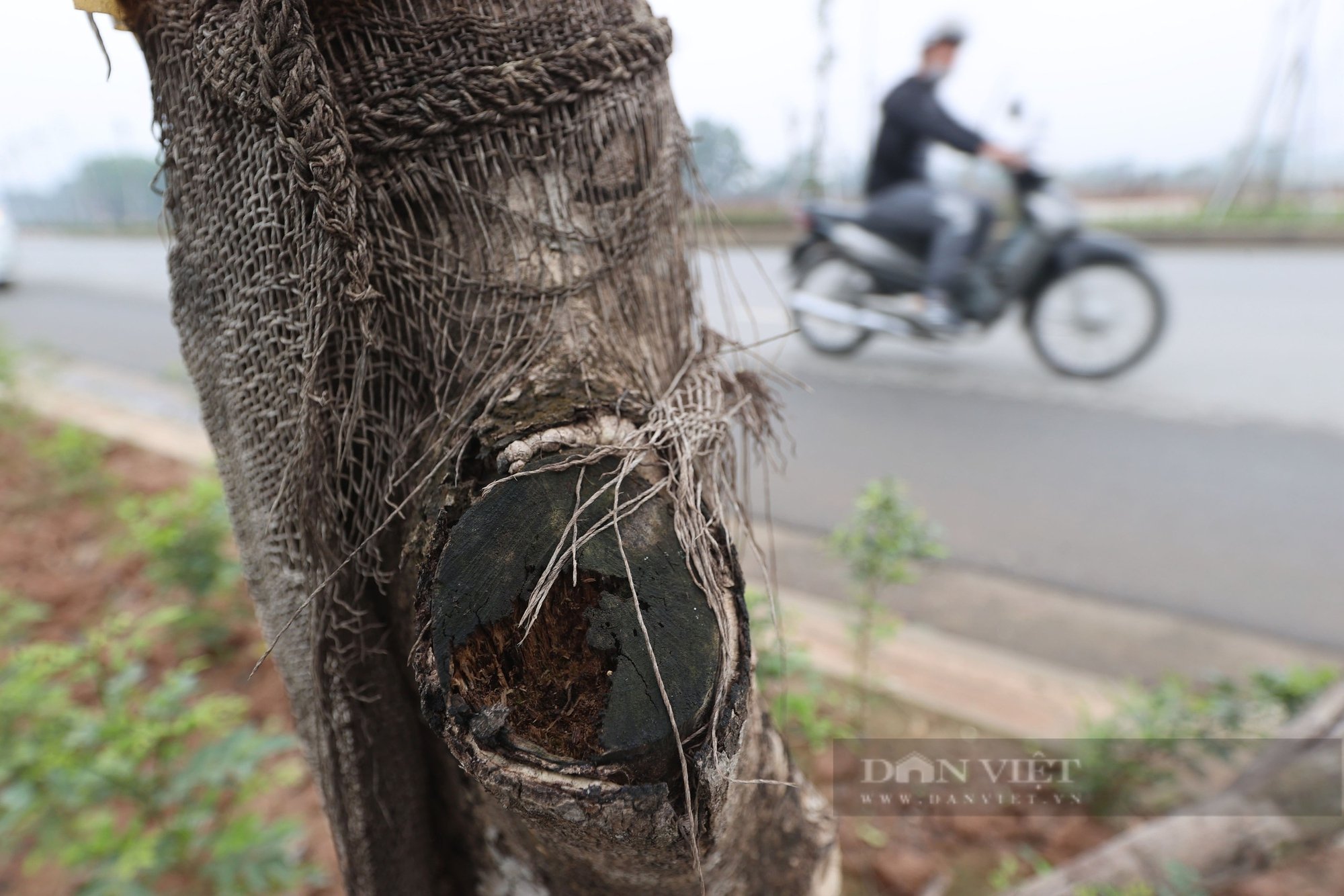 Cây chết trên tuyến đường hơn 700 tỷ đồng, nhà thầu và chủ đầu tư vội vàng nhổ bỏ, gốc không có rễ- Ảnh 6.