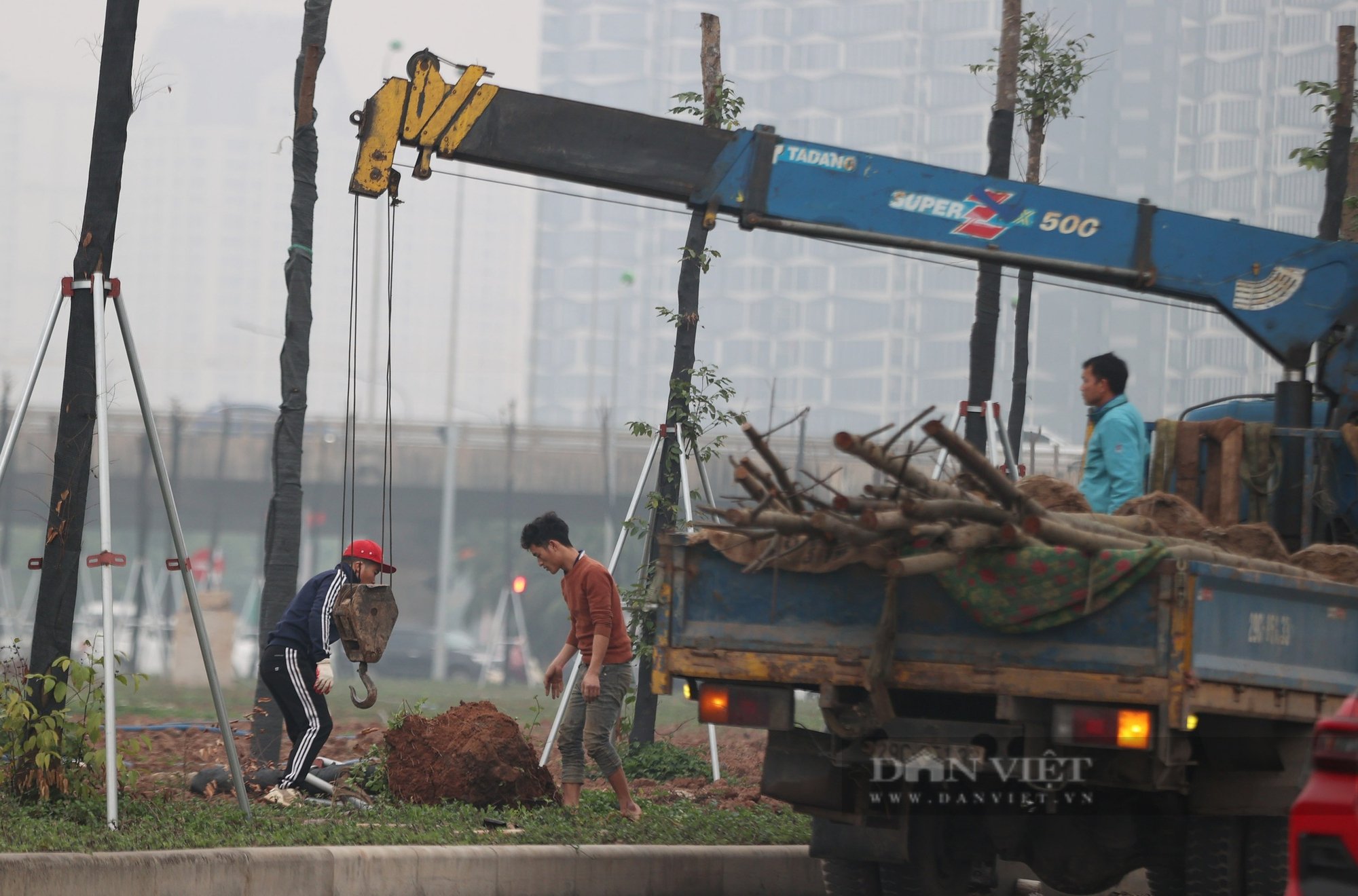 Cây chết trên tuyến đường hơn 700 tỷ đồng, nhà thầu và chủ đầu tư vội vàng nhổ bỏ, gốc không có rễ- Ảnh 12.