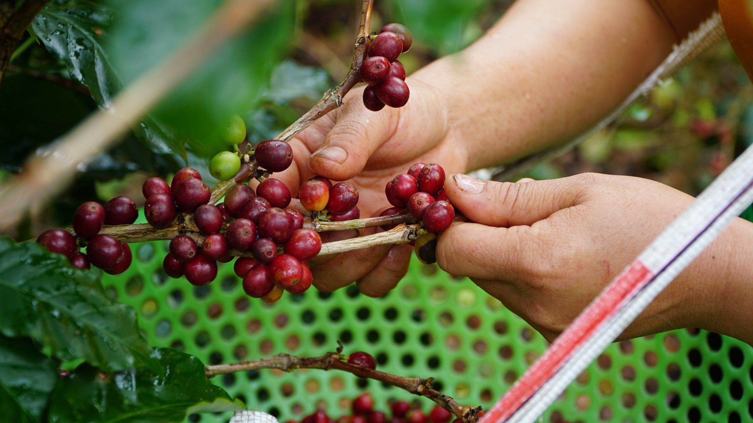 Giá cà phê điên đảo, vì sao vùng Arabica Đà Lạt nổi tiếng bỗng trở nên tiêu điều? - Ảnh 2.
