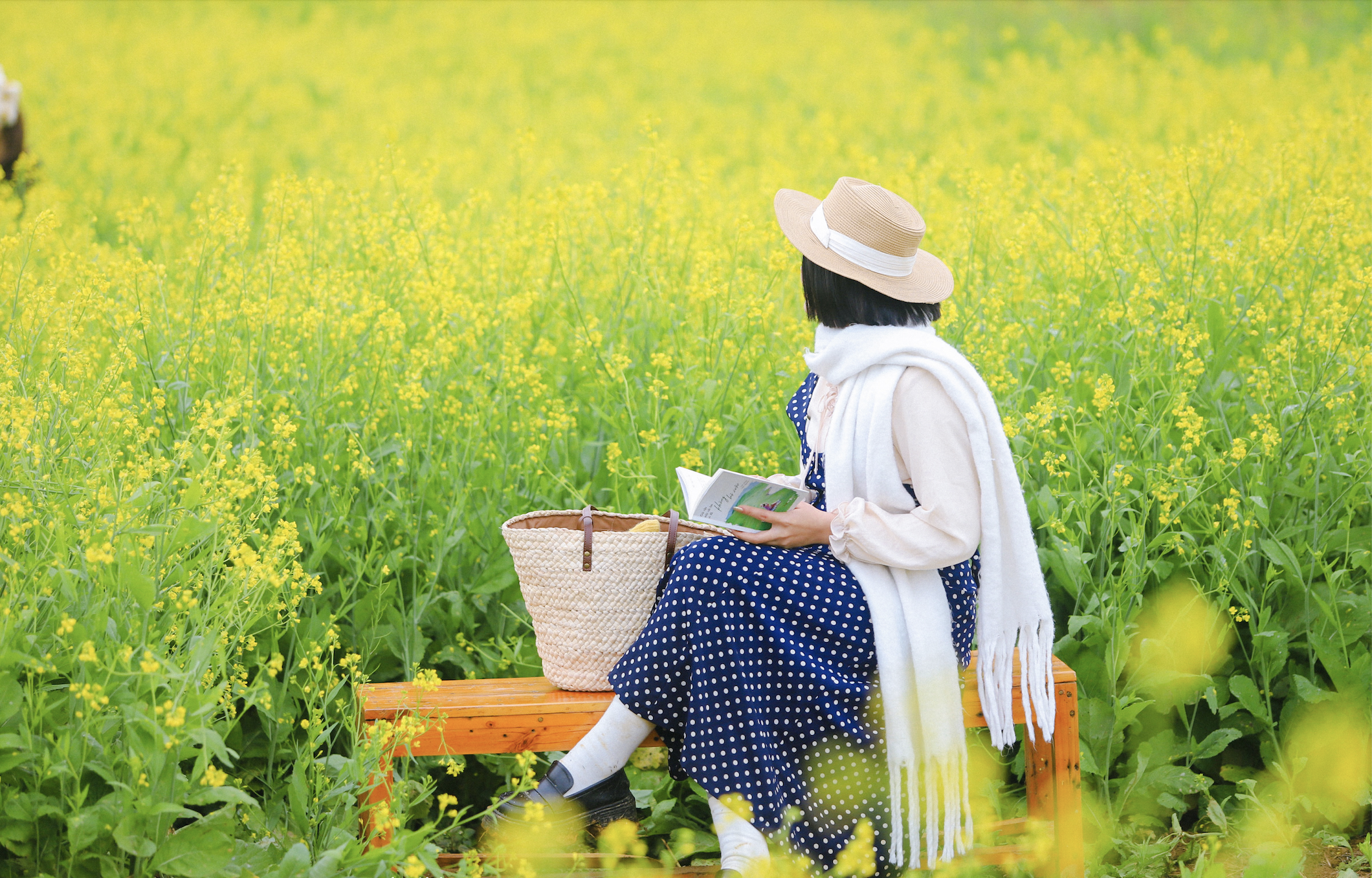 Mộc Châu khoe sắc hoa cải vàng đẹp như chốn thiên đường đảo Jeju  - Ảnh 1.