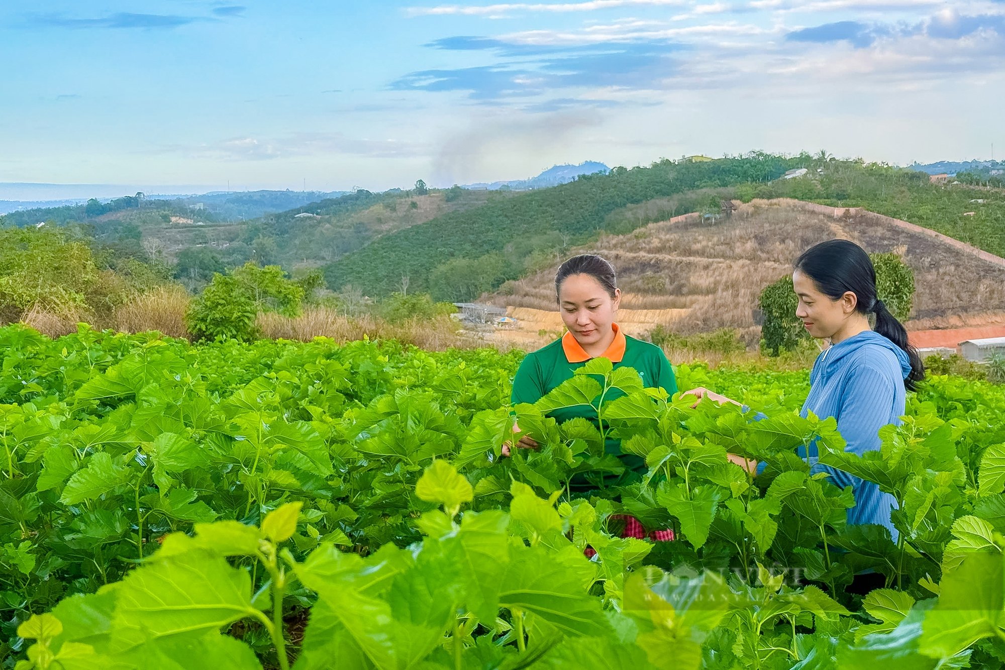 Mô hình trồng dâu nuôi tằm để làm phân hữu cơ tại Đắk Nông, mang lại doanh thu hàng chục tỷ đồng - Ảnh 3.