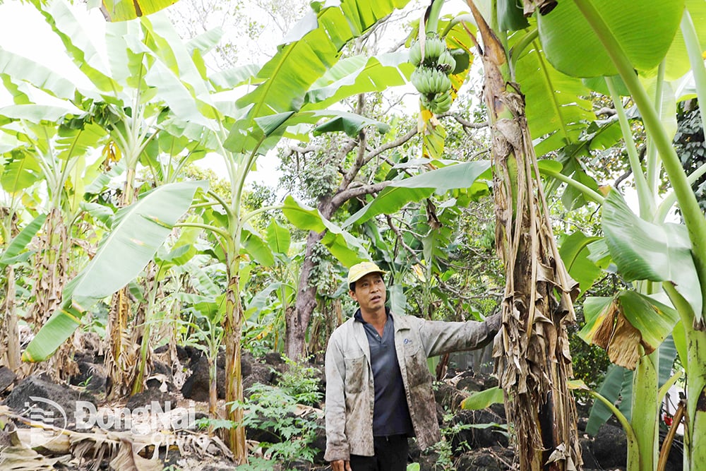 Chuối sứ, chuối bơm ở một tỉnh này trồng trên đồi đá, thơm ngon hẳn lên, giúp nông dân thu bộn tiền - Ảnh 2.