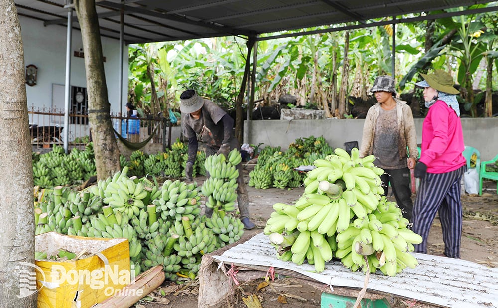 Chuối sứ, chuối bơm ở một tỉnh này trồng trên đồi đá, thơm ngon hẳn lên, giúp nông dân thu bộn tiền - Ảnh 1.