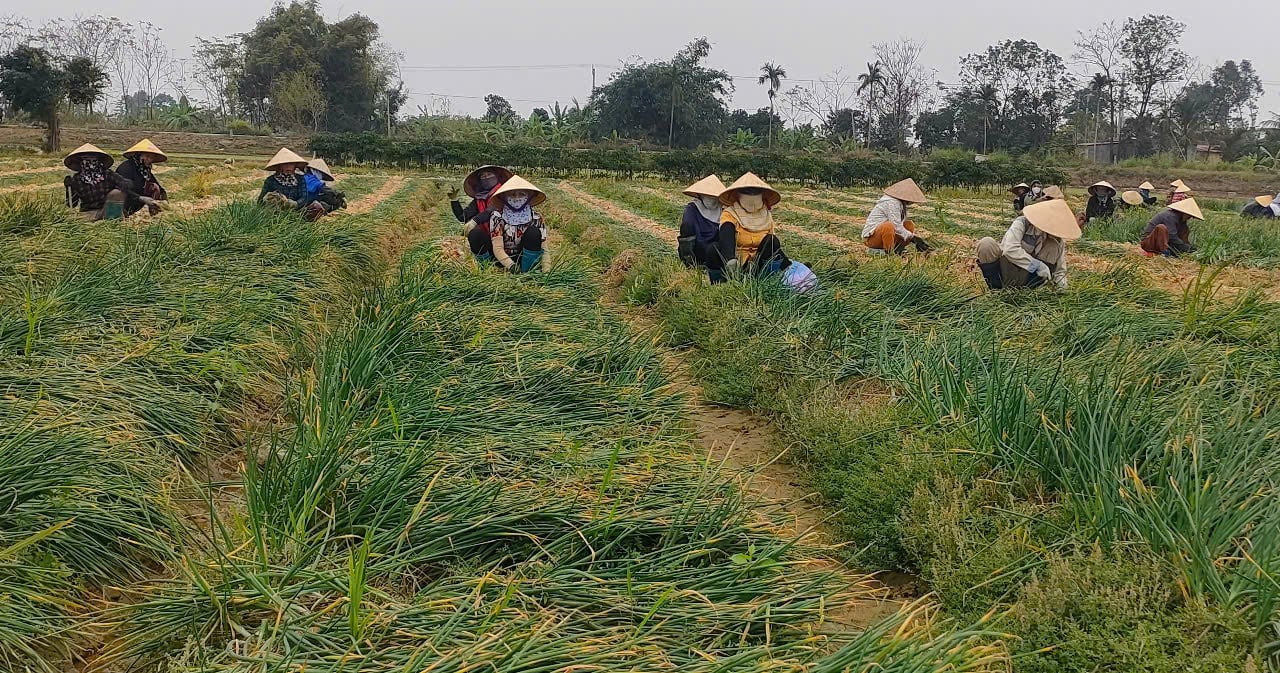 Nông dân Hải Phòng trúng lớn nhờ chuyển từ cấy lúa sang trồng hành lấy củ- Ảnh 1.