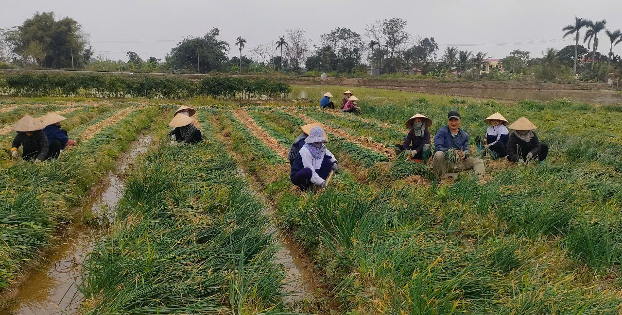 Nông dân Hải Phòng trúng lớn nhờ chuyển từ cấy lúa sang trồng hành lấy củ- Ảnh 4.