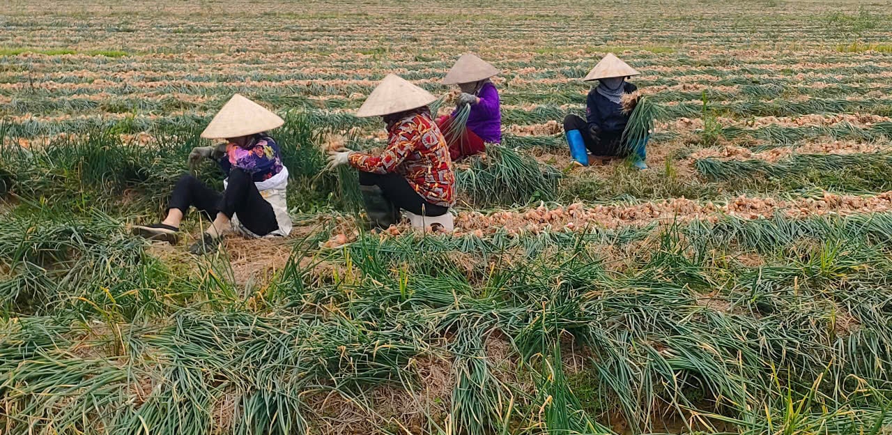 Nông dân Hải Phòng trúng lớn nhờ chuyển từ cấy lúa sang trồng hành lấy củ- Ảnh 3.