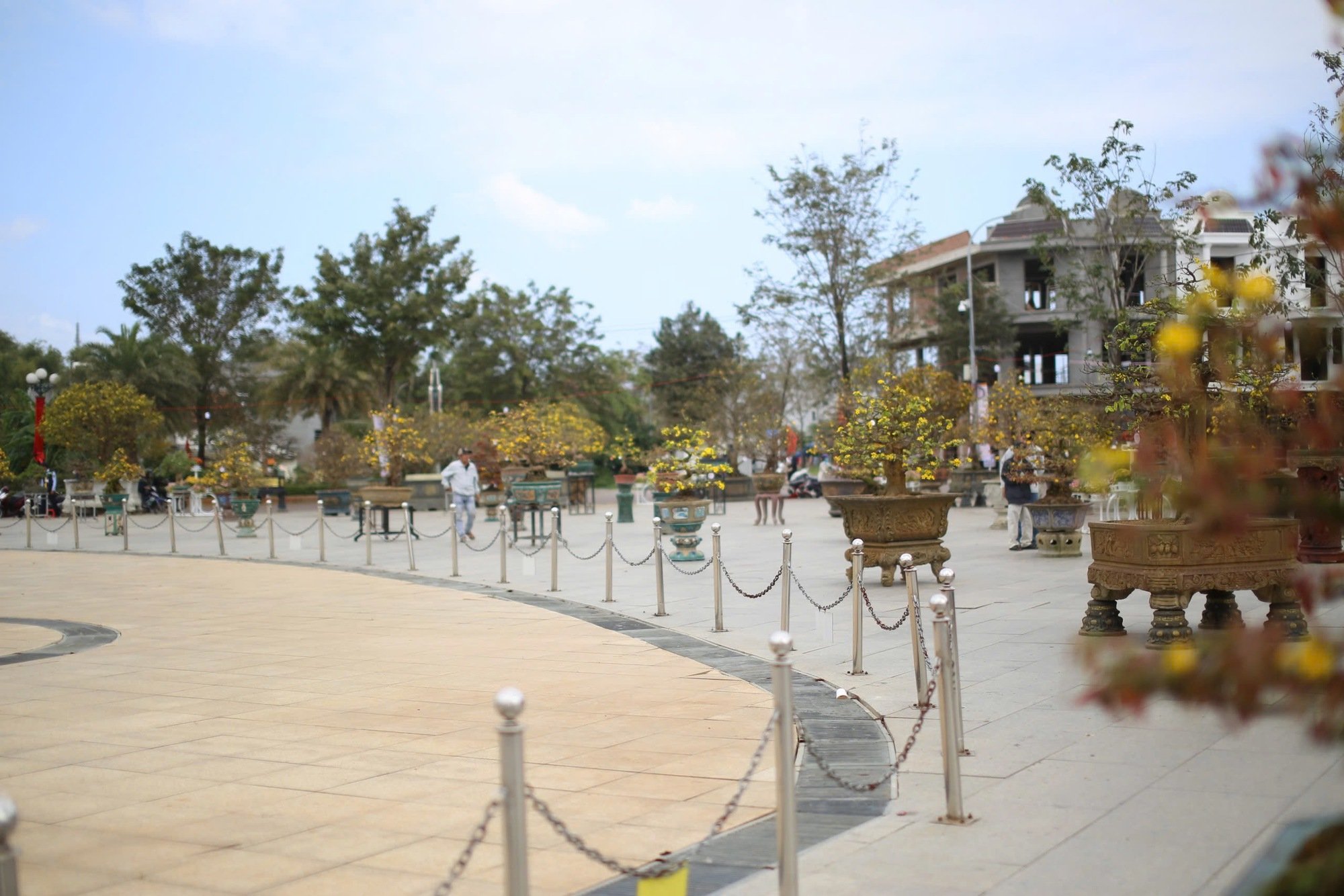 "Độc, lạ" loạt gốc mai có dáng thế "siêu khủng, siêu đẹp" tại Bình Định- Ảnh 20.