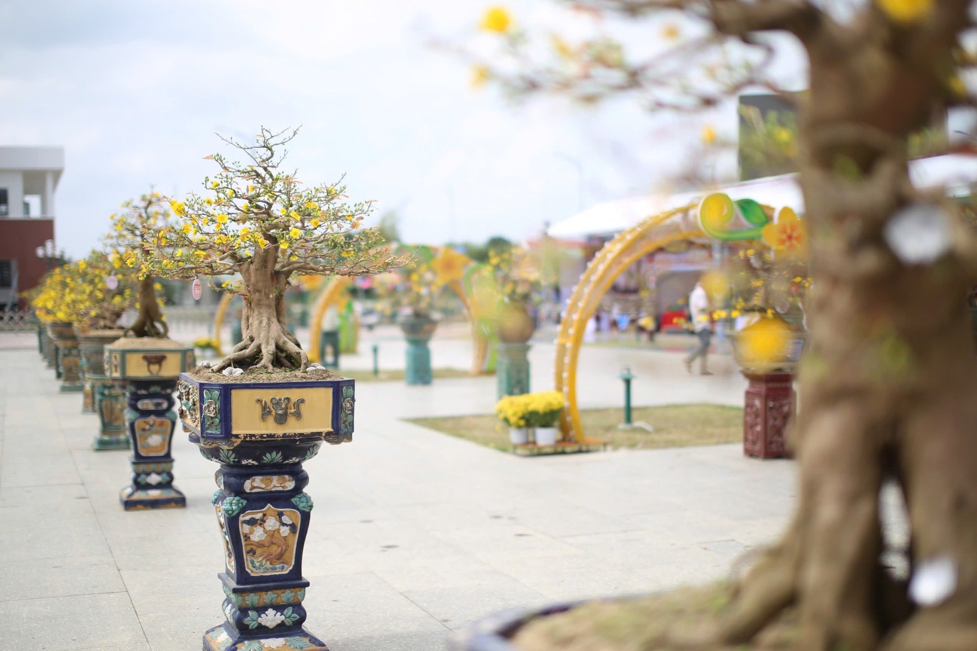 "Độc, lạ" loạt gốc mai có dáng thế "siêu khủng, siêu đẹp" tại Bình Định- Ảnh 18.