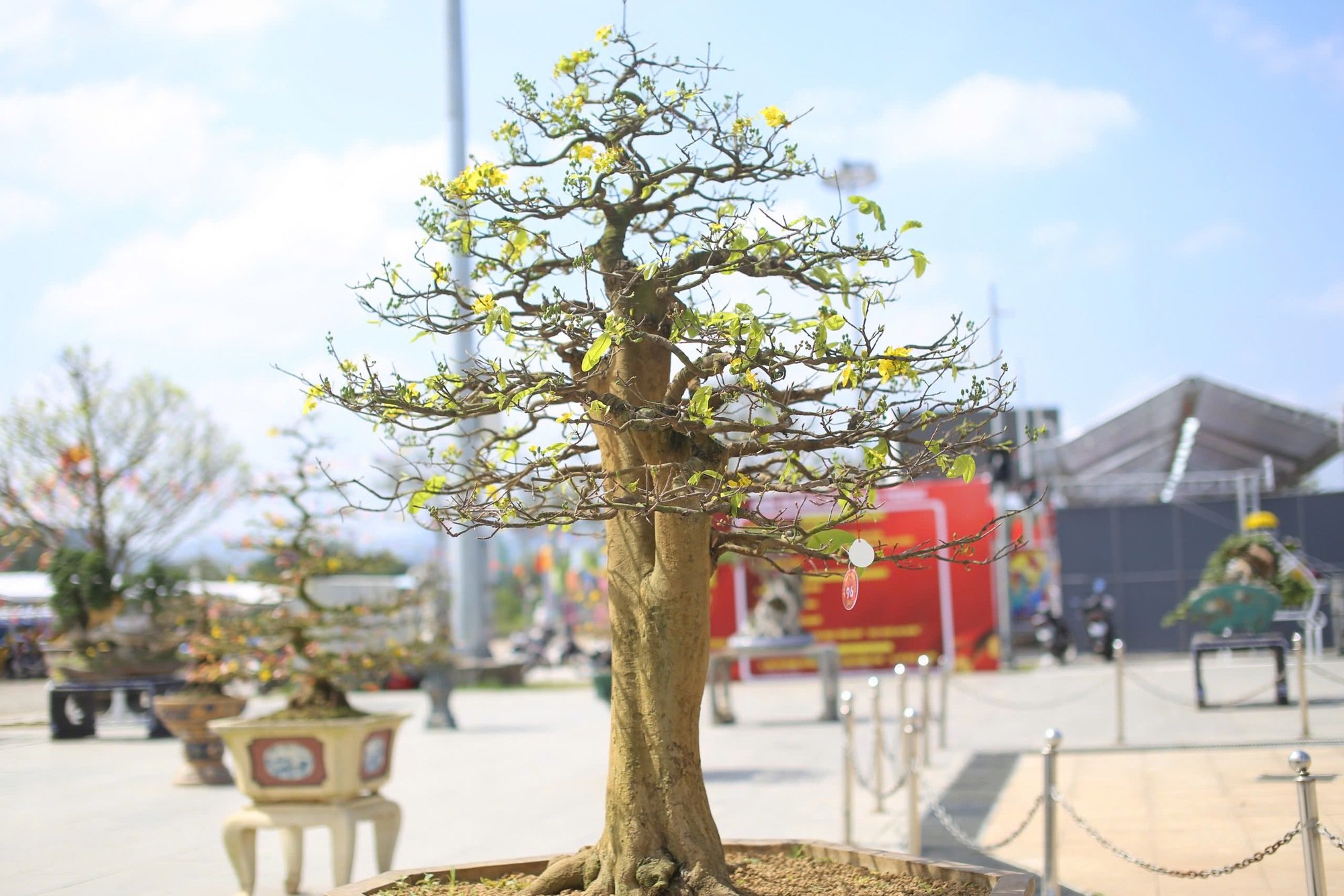 "Độc, lạ" loạt gốc mai có dáng thế "siêu khủng, siêu đẹp" tại Bình Định- Ảnh 19.