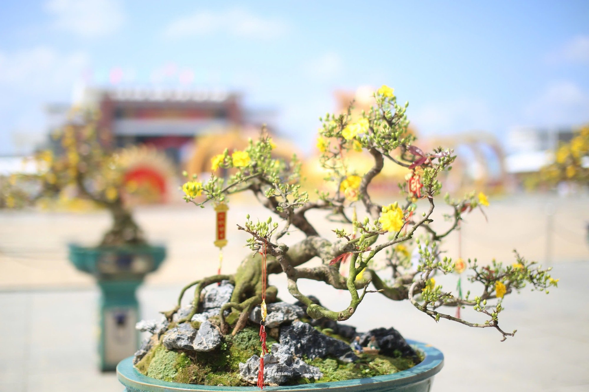 "Độc, lạ" loạt gốc mai có dáng thế "siêu khủng, siêu đẹp" tại Bình Định- Ảnh 8.