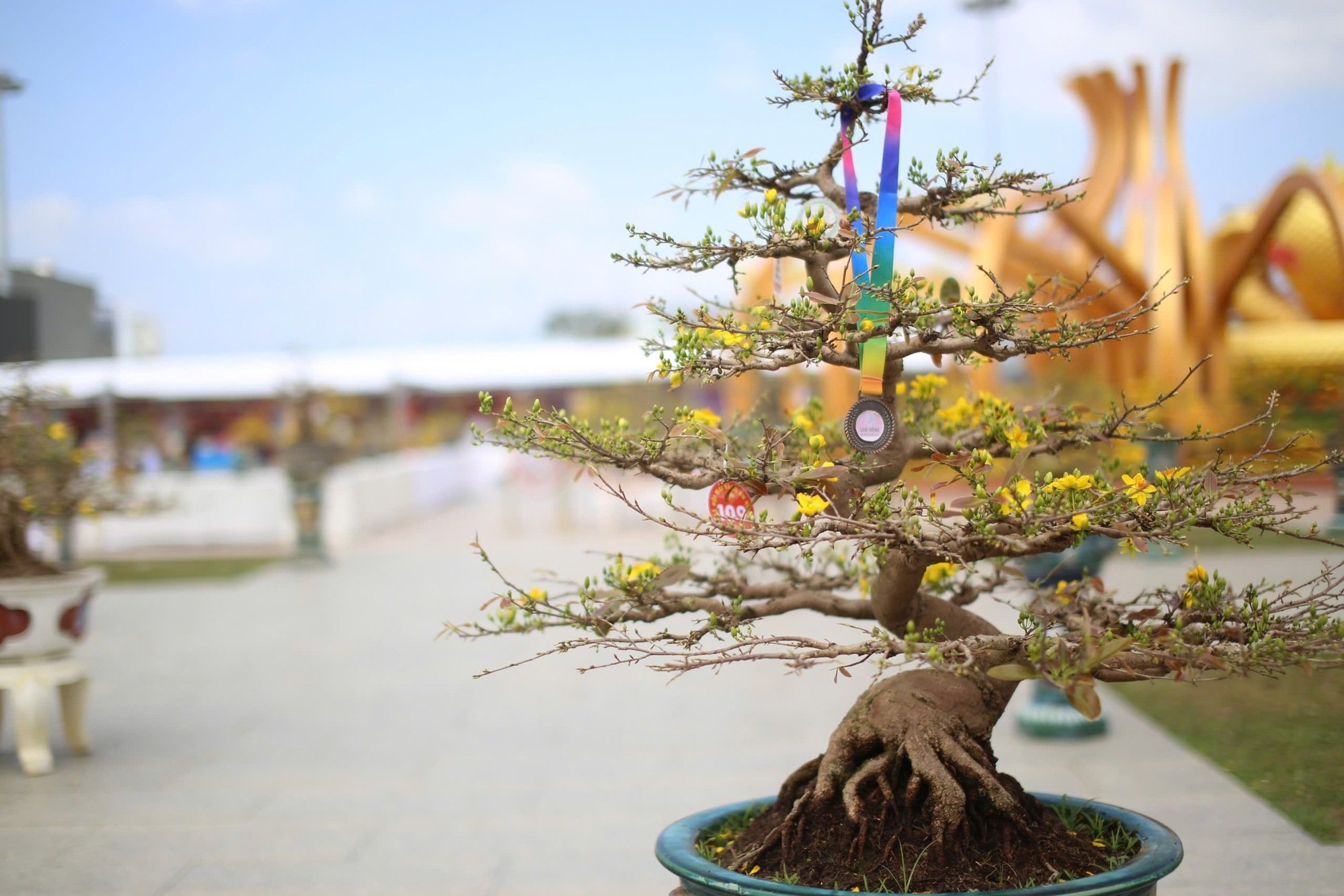 "Độc, lạ" loạt gốc mai có dáng thế "siêu khủng, siêu đẹp" tại Bình Định- Ảnh 4.