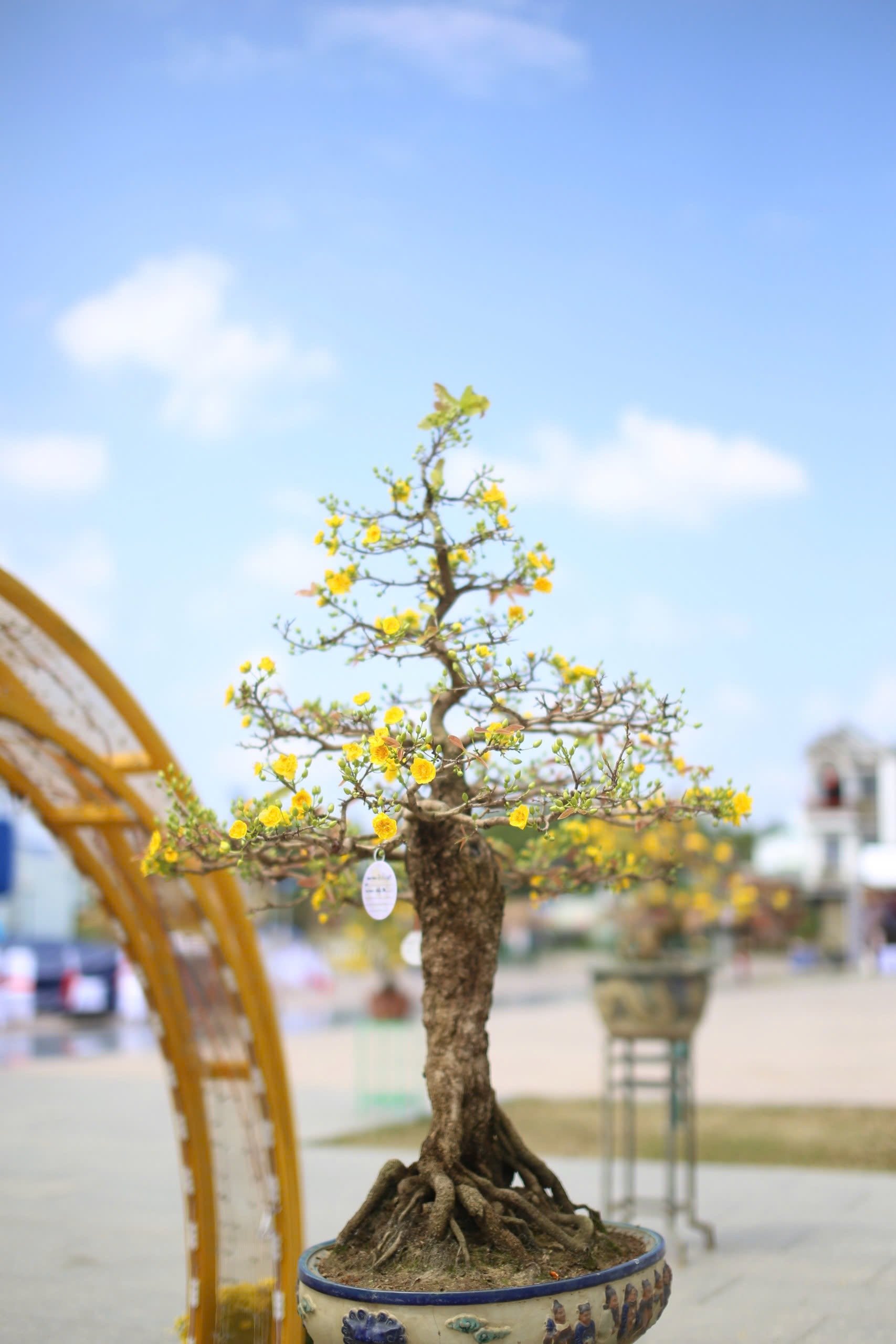 "Độc, lạ" loạt gốc mai có dáng thế "siêu khủng, siêu đẹp" tại Bình Định- Ảnh 7.