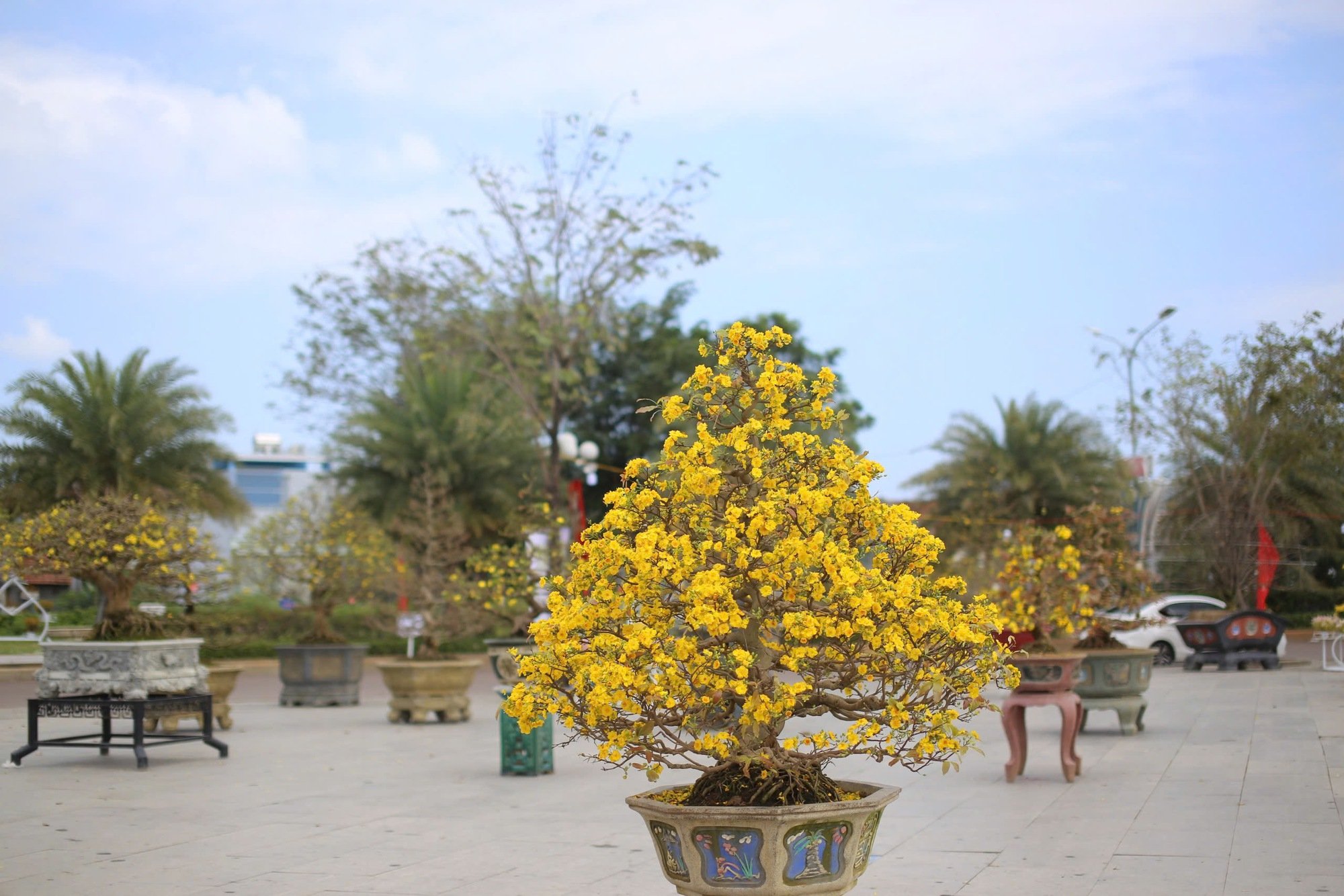 "Độc, lạ" loạt gốc mai có dáng thế "siêu khủng, siêu đẹp" tại Bình Định- Ảnh 2.