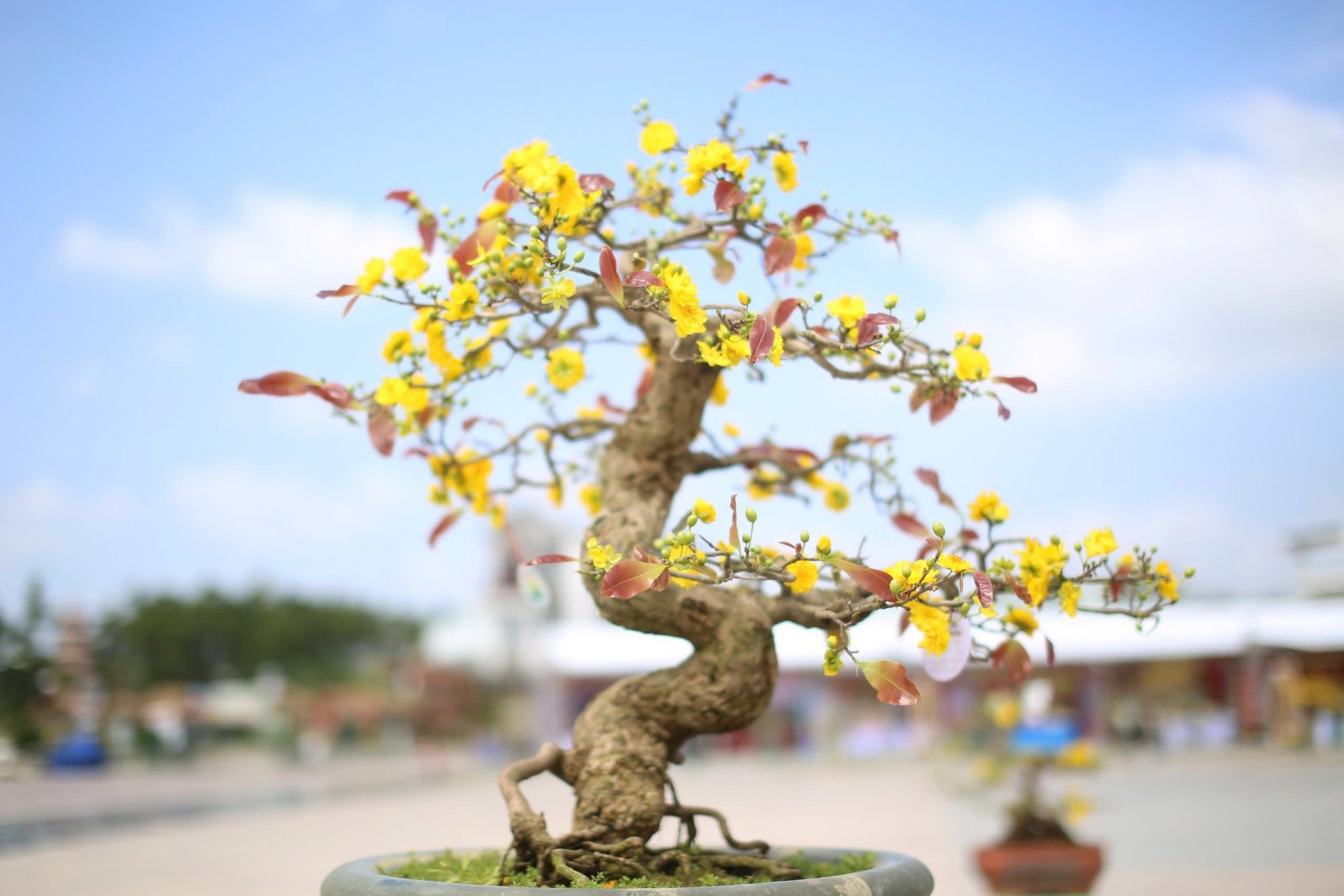"Độc, lạ" loạt gốc mai có dáng thế "siêu khủng, siêu đẹp" tại Bình Định- Ảnh 14.