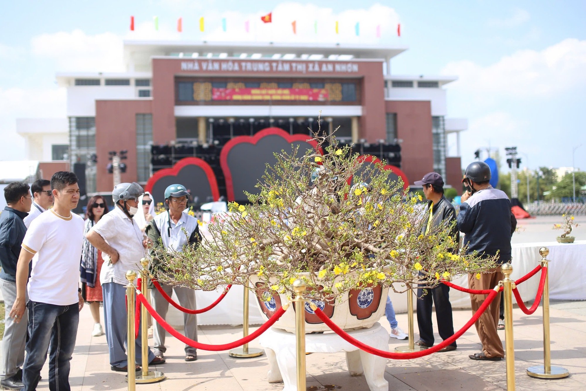 "Độc, lạ" loạt gốc mai có dáng thế "siêu khủng, siêu đẹp" tại Bình Định- Ảnh 16.