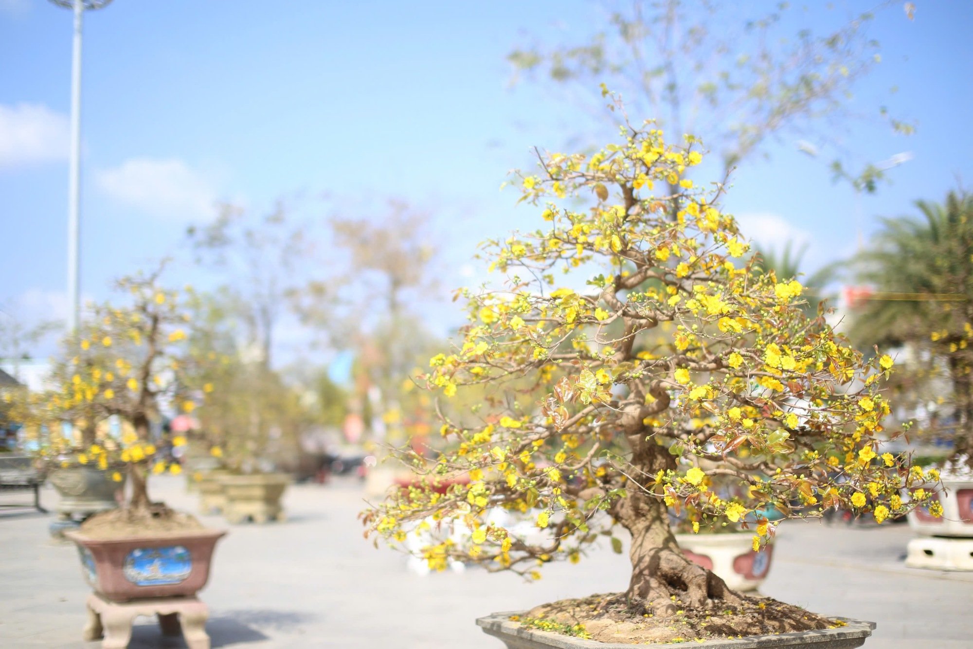 "Độc, lạ" loạt gốc mai có dáng thế "siêu khủng, siêu đẹp" tại Bình Định- Ảnh 6.