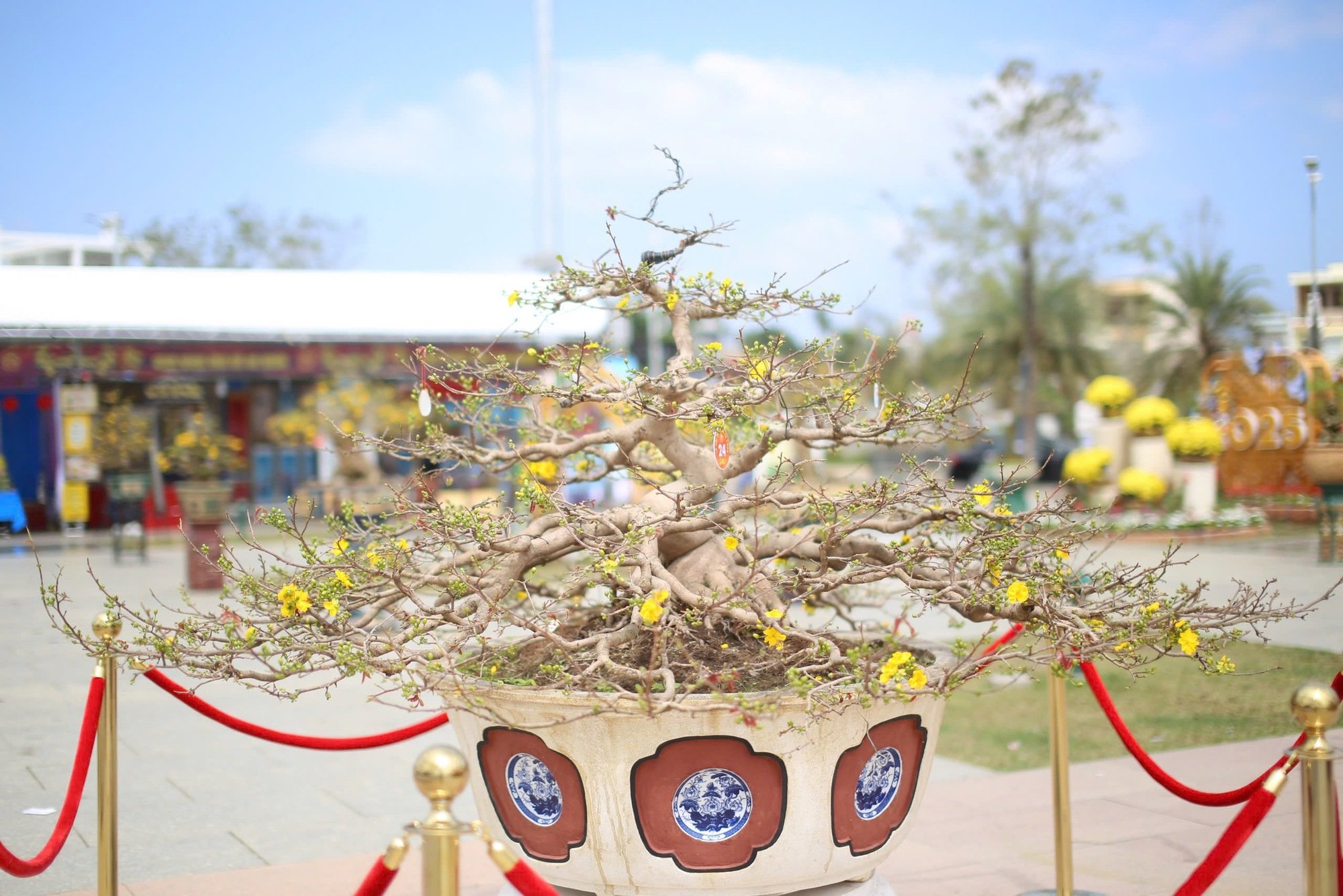"Độc, lạ" loạt gốc mai có dáng thế "siêu khủng, siêu đẹp" tại Bình Định- Ảnh 9.