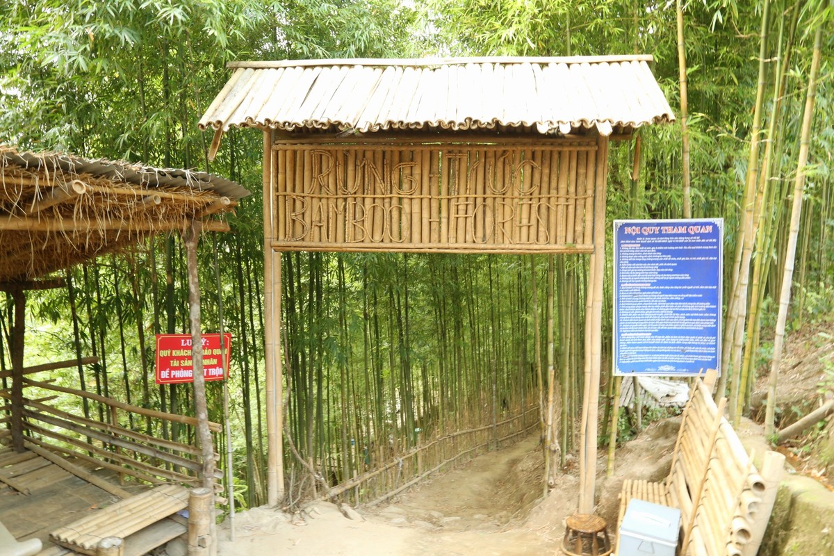 Rừng trúc đẹp như phim Thần điêu đại hiệp ở Mù Cang Chải- Ảnh 1.