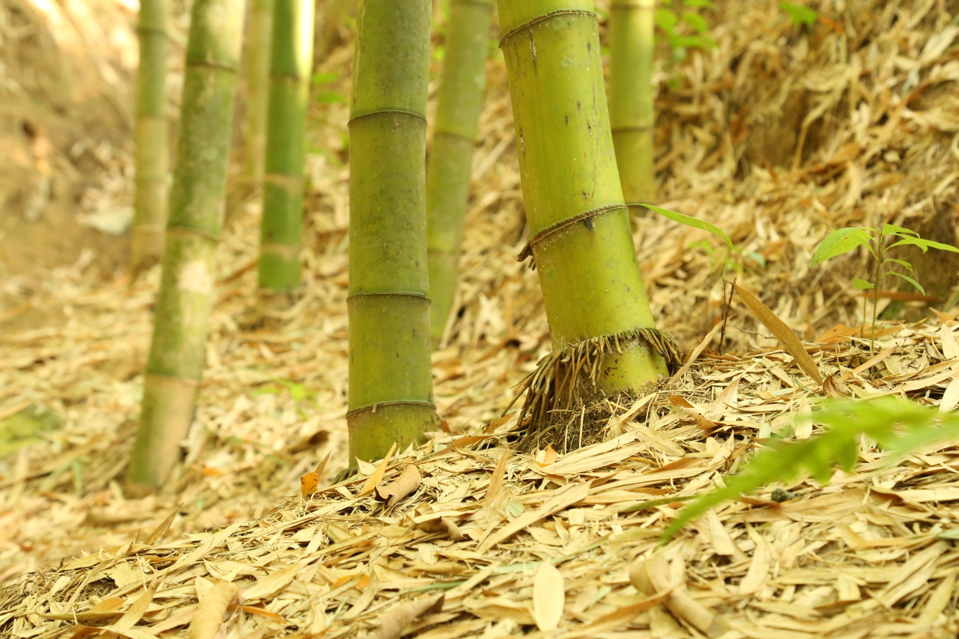 Rừng trúc đẹp như phim Thần điêu đại hiệp ở Mù Cang Chải- Ảnh 5.