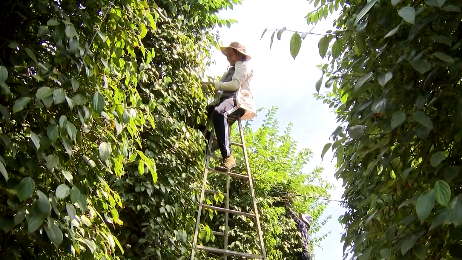 Giá tiêu xuất khẩu lên hơn 172 triệu đồng/tấn, tăng 68,2%, nông dân trèo hái vất vả nhưng vẫn mừng vui  - Ảnh 3.