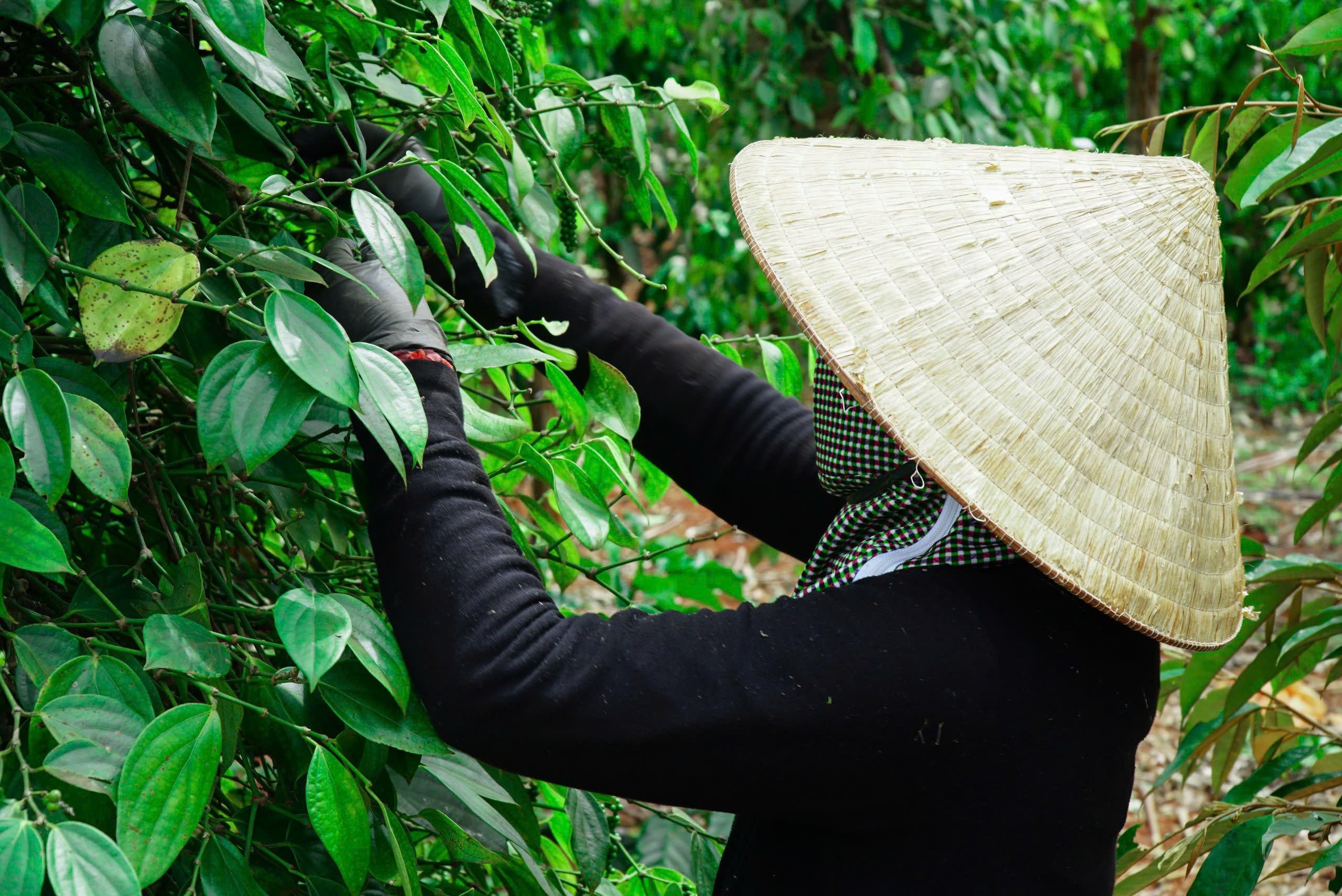 "Vàng đen" lập đỉnh sau nhiều năm lao dốc, nông dân phấn khởi vì được mùa, được giá - Ảnh 1.