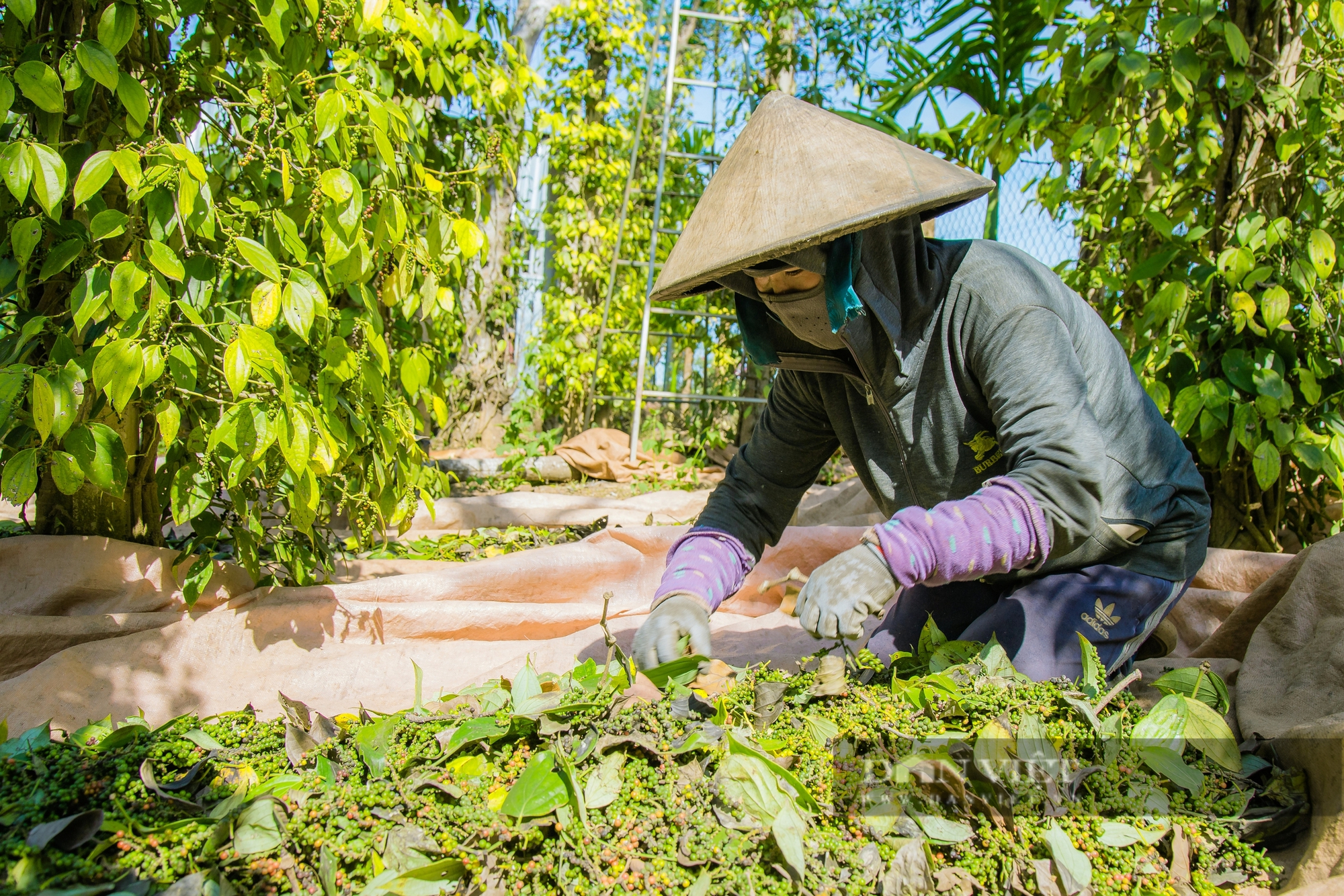 Giá tiêu xuất khẩu lên hơn 172 triệu đồng/tấn, tăng 68,2%, nông dân trèo hái vất vả nhưng vẫn mừng vui  - Ảnh 2.