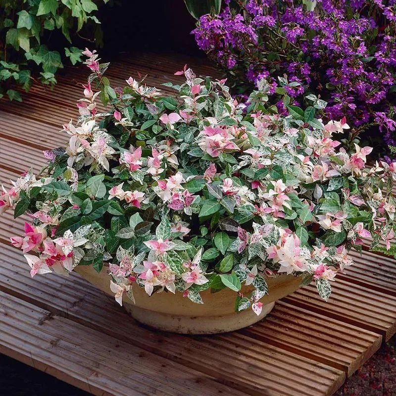 Chán cây cảnh trầu bà, lan chi xanh, hãy thử chơi lá màu tuyệt đẹp này, chẳng cần hoa cũng lộng lẫy - Ảnh 9.