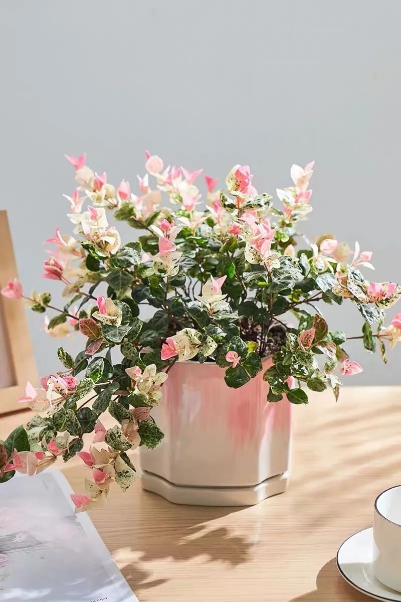 Chán cây cảnh trầu bà, lan chi xanh, hãy thử chơi lá màu tuyệt đẹp này, chẳng cần hoa cũng lộng lẫy - Ảnh 8.