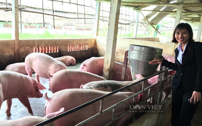 Giá heo hơi không “đua” kịp giá heo giống, nông dân Đồng Nai sốt ruột nhưng không vội tái đàn - Ảnh 2.