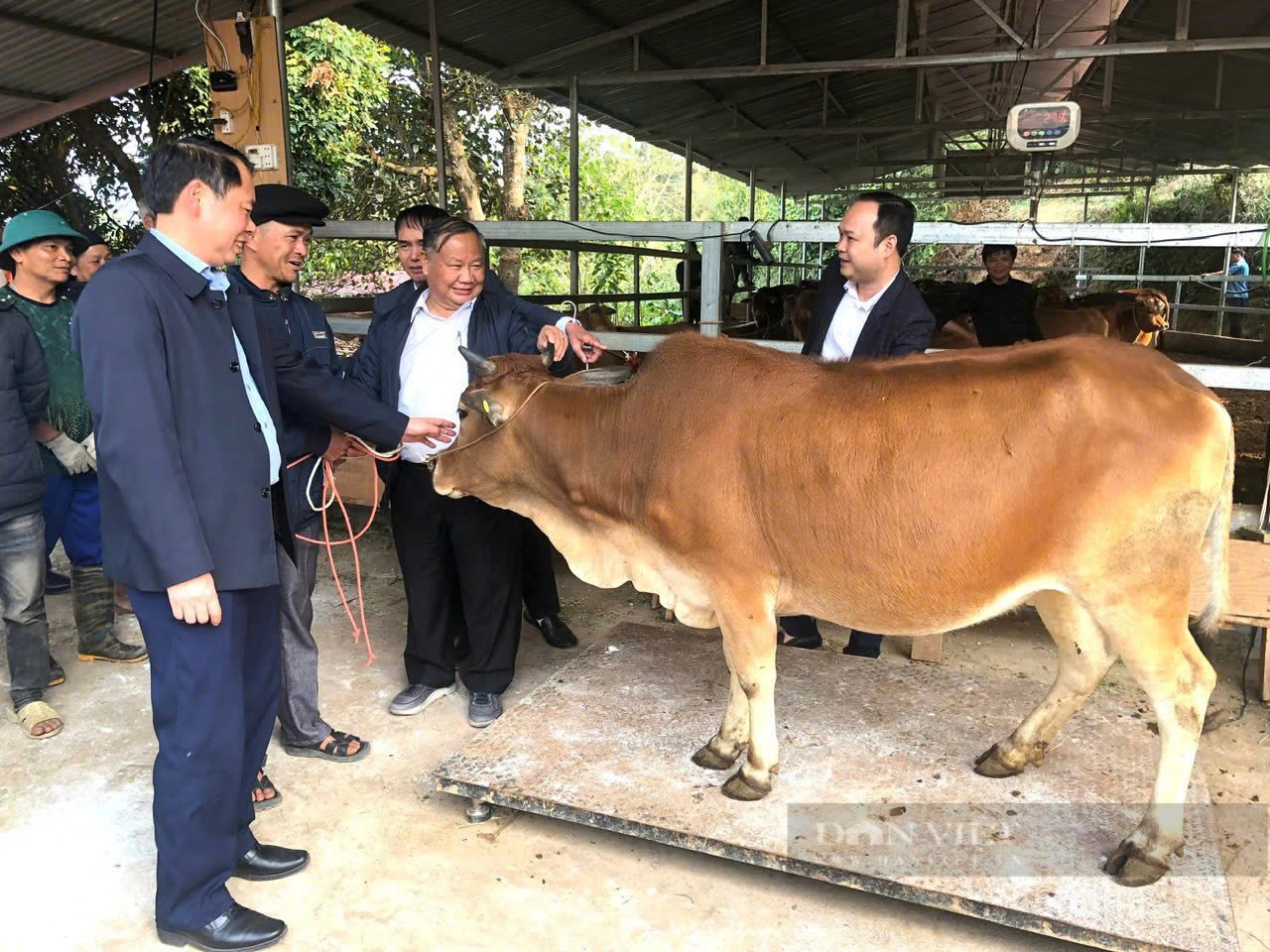 Trung ương Hội NDVN hỗ trợ bò sinh sản cho nông dân huyện Hoàng Su Phì, tỉnh Hà Giang- Ảnh 1.