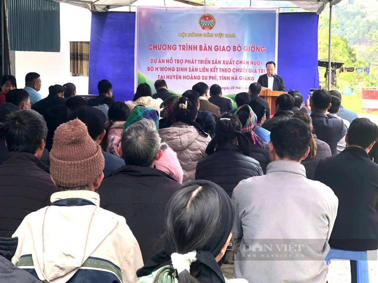 Trung ương Hội NDVN hỗ trợ bò sinh sản cho nông dân huyện Hoàng Su Phì, tỉnh Hà Giang- Ảnh 2.