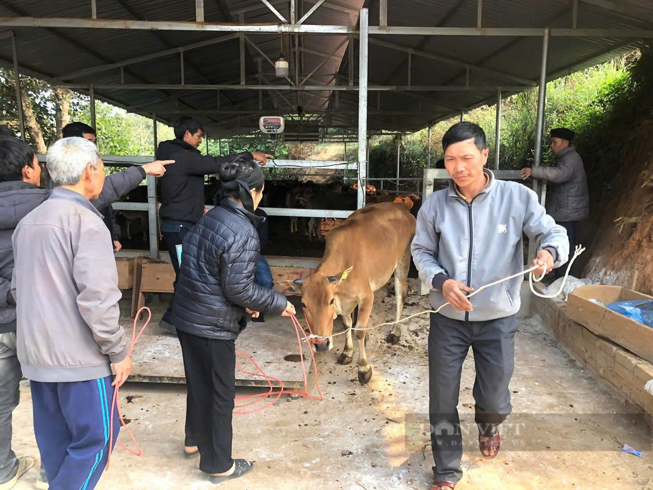 Trung ương Hội NDVN hỗ trợ bò sinh sản cho nông dân huyện Hoàng Su Phì, tỉnh Hà Giang- Ảnh 3.