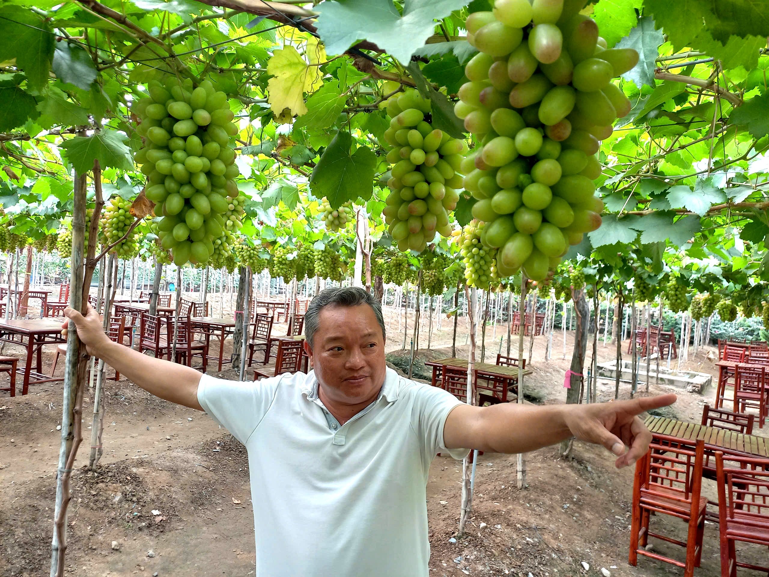 Biến mảnh ruộng hoang thành vườn nho lúc lỉu trái, du khách “hái ra tiền” cho anh nông dân Sài thành - Ảnh 1.
