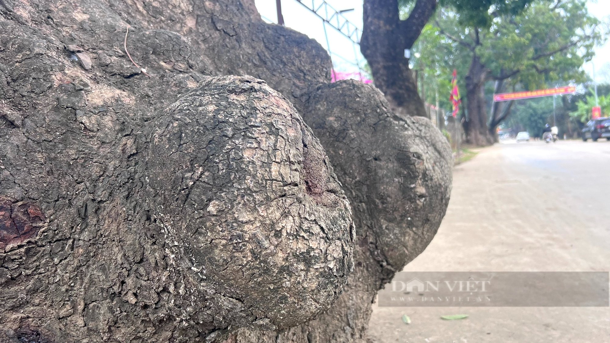 Chiêm ngưỡng 22 cây xà cừ trăm năm tuổi trên đường lên "cổng trời" ở Thanh Hóa- Ảnh 8.