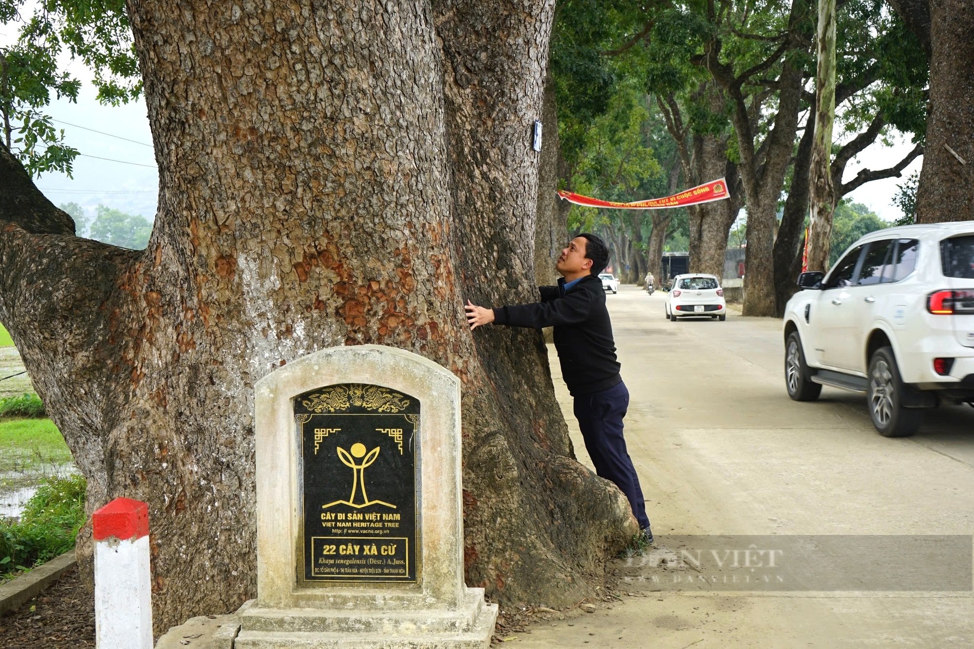 Chiêm ngưỡng 22 cây xà cừ trăm năm tuổi trên đường lên "cổng trời" ở Thanh Hóa- Ảnh 7.