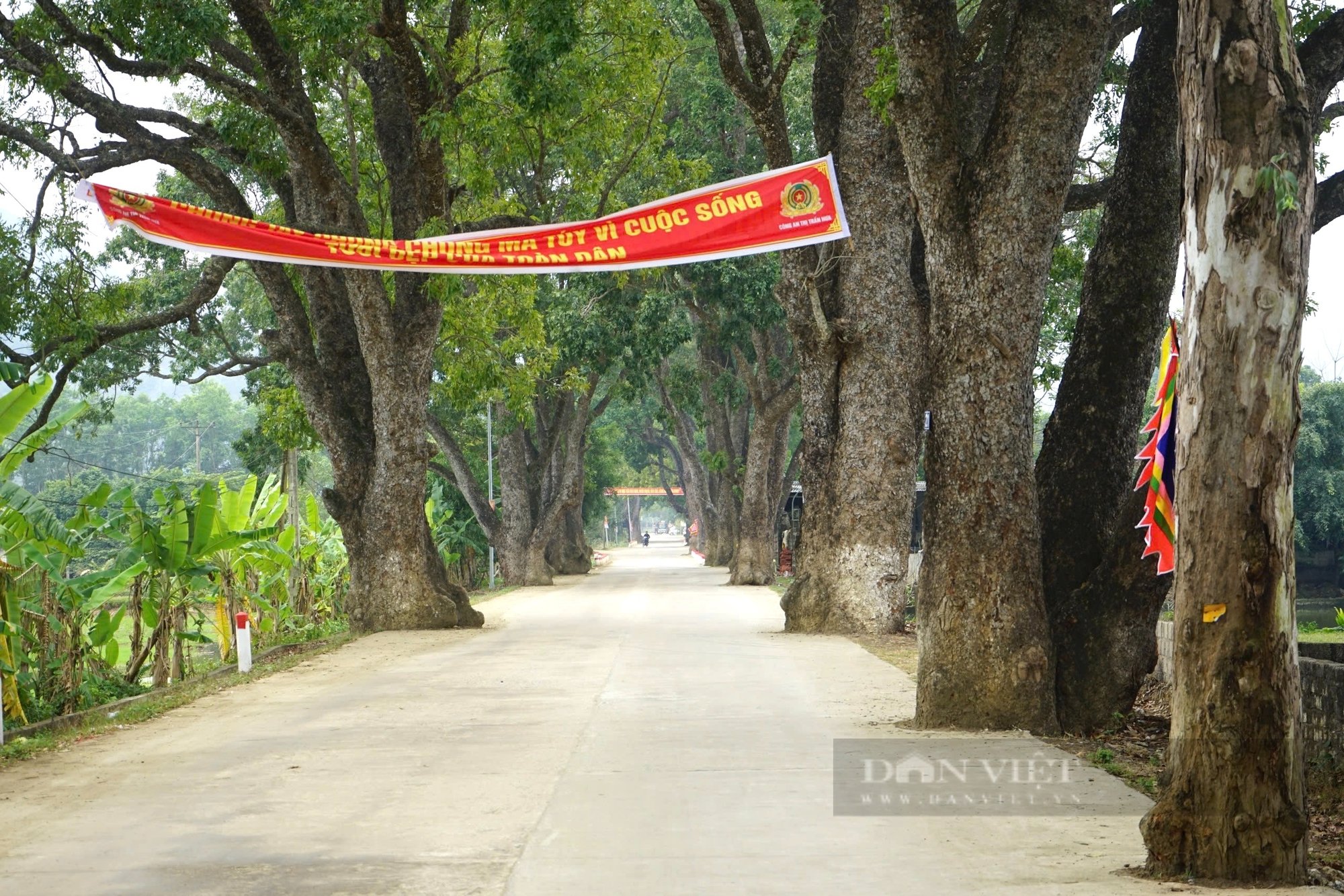 Chiêm ngưỡng 22 cây xà cừ trăm năm tuổi trên đường lên "cổng trời" ở Thanh Hóa- Ảnh 1.