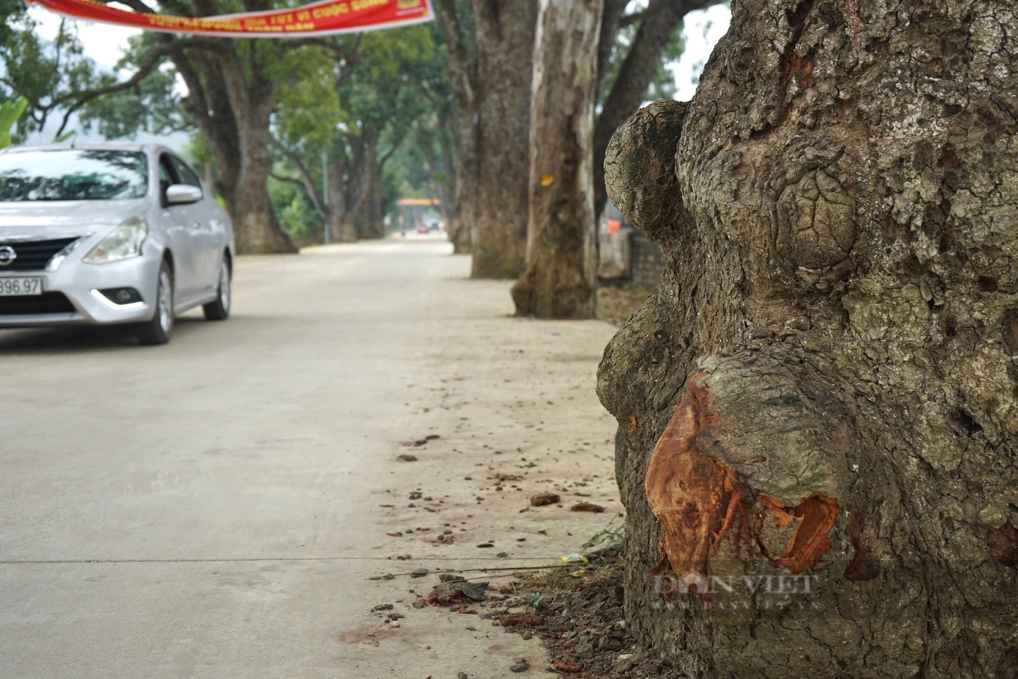 Chiêm ngưỡng 22 cây xà cừ trăm năm tuổi trên đường lên "cổng trời" ở Thanh Hóa- Ảnh 2.