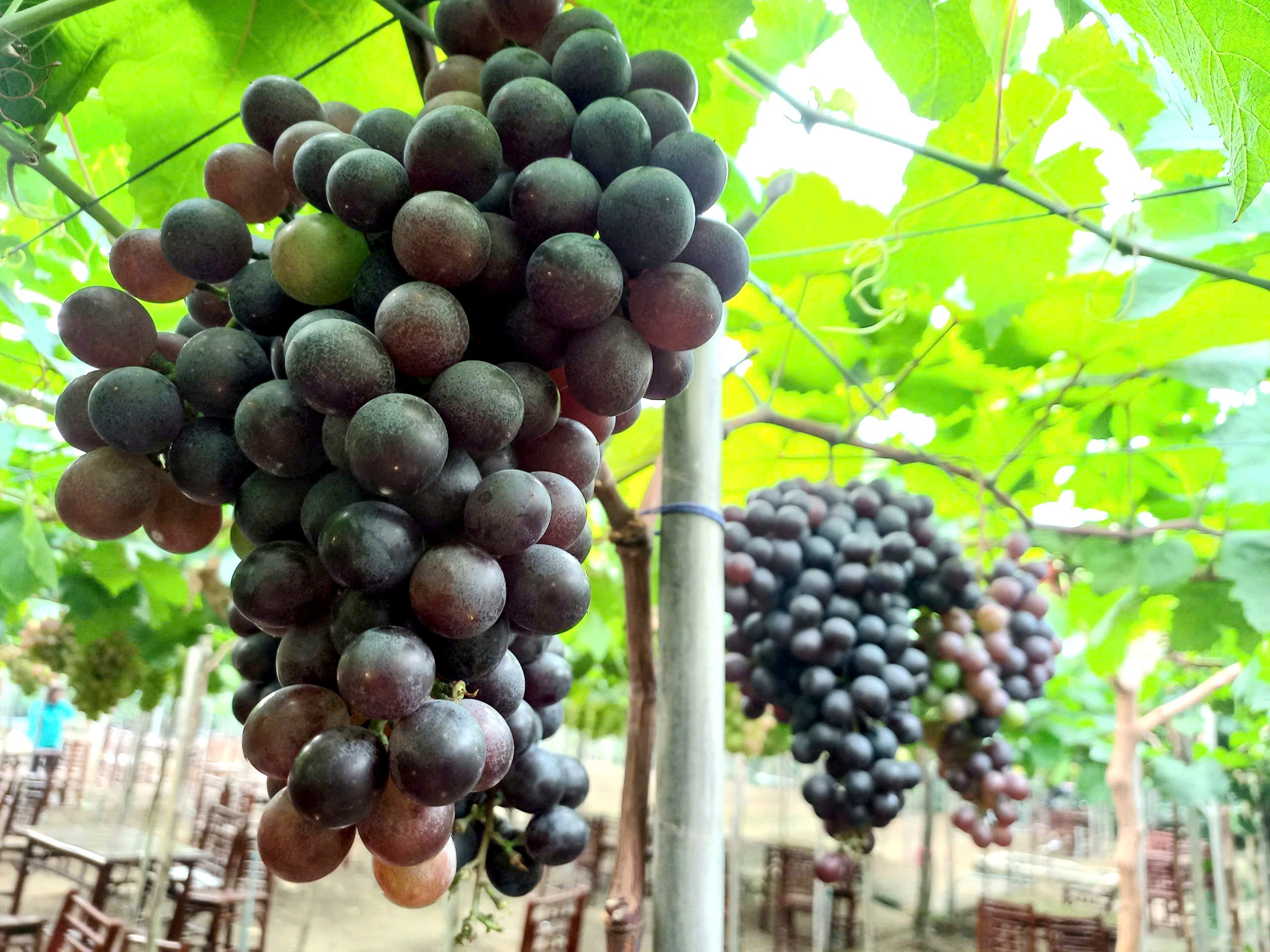 Biến mảnh ruộng hoang thành vườn nho lúc lỉu trái, du khách “hái ra tiền” cho anh nông dân Sài thành - Ảnh 2.