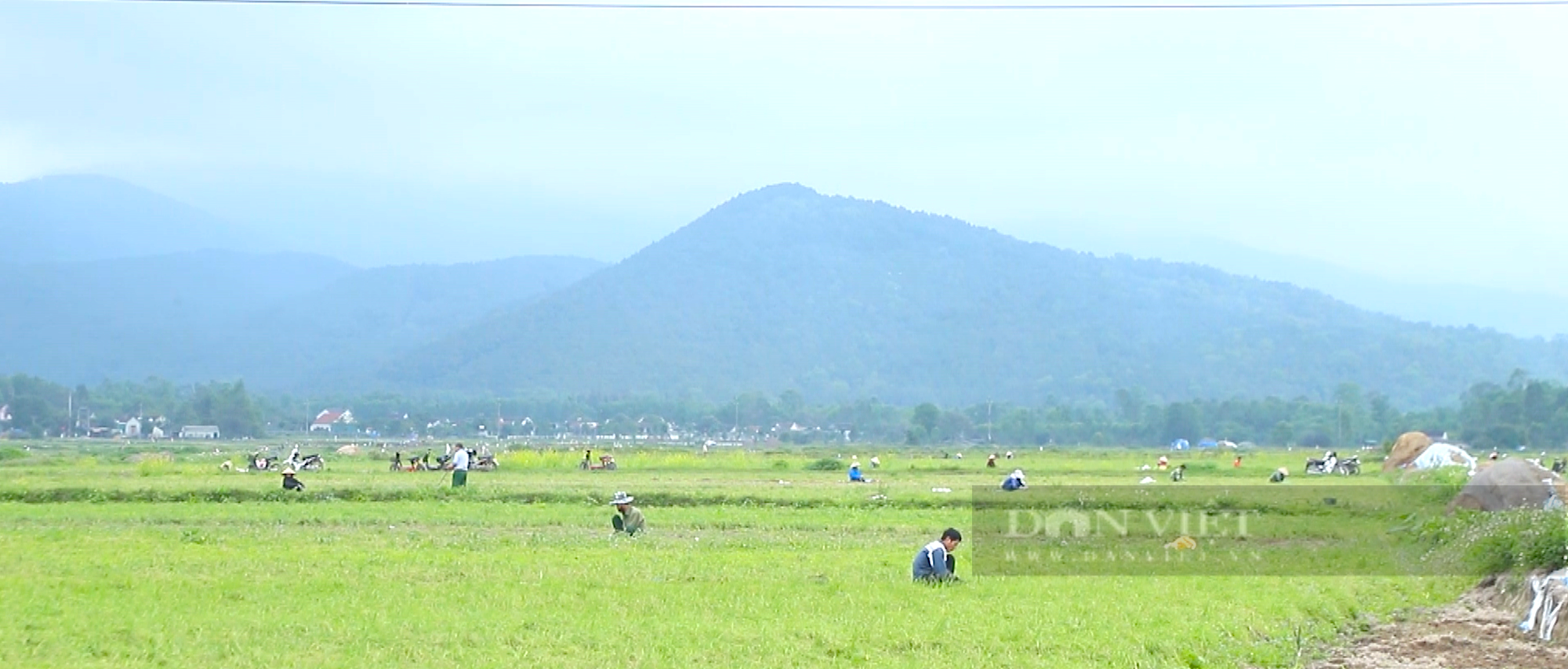 Nông dân Hà Tĩnh trồng củ làm ấm cơ thể ngày mưa gió trên đất hoang, thu nhập lại gấp 2-3 lần cây trồng khác - Ảnh 2.