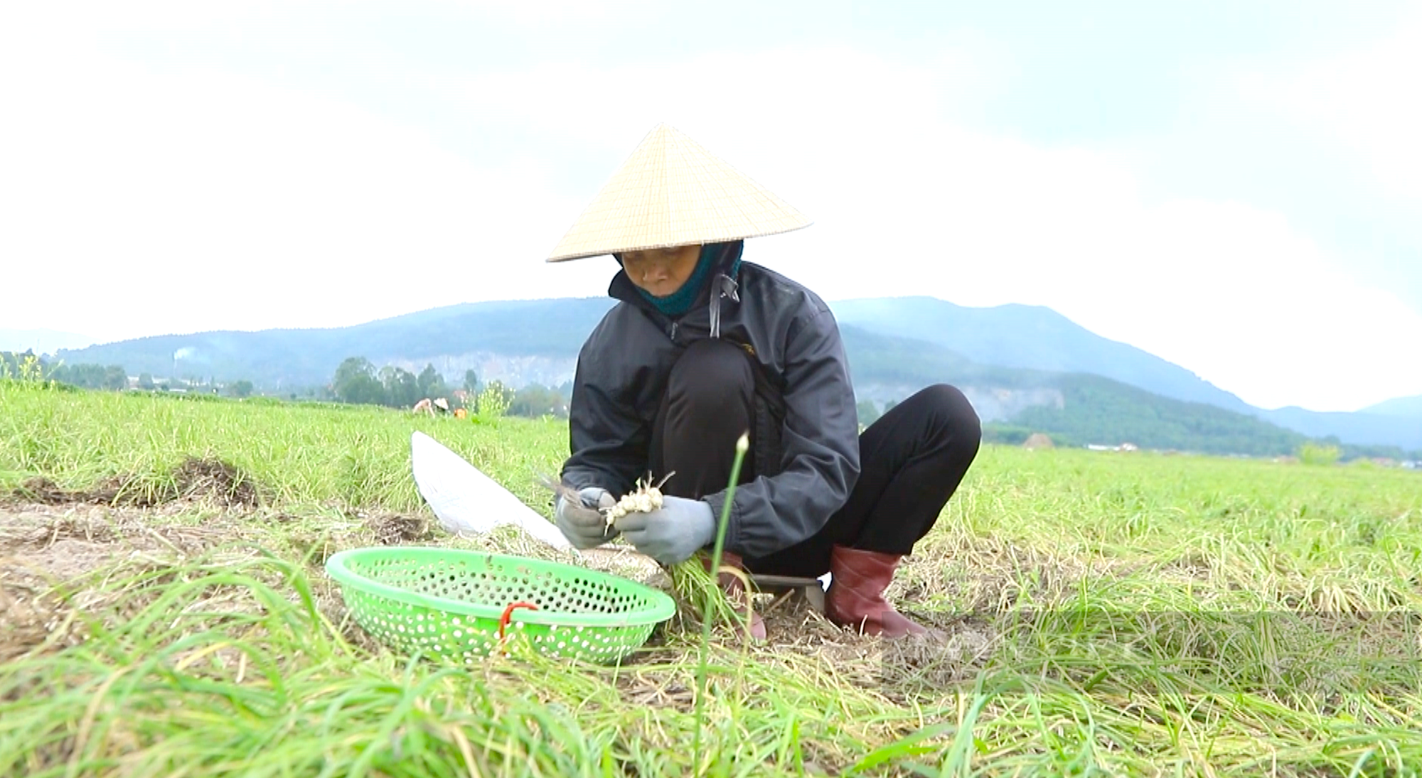 Nông dân Hà Tĩnh trồng củ làm ấm cơ thể ngày mưa gió trên đất hoang, thu nhập lại gấp 2-3 lần cây trồng khác - Ảnh 8.