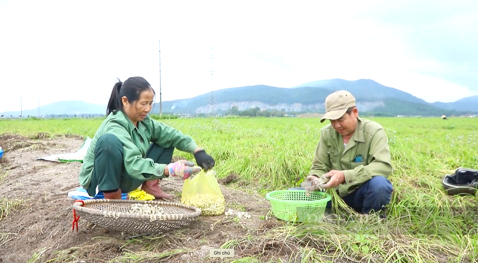 Nông dân Hà Tĩnh trồng củ làm ấm cơ thể ngày mưa gió trên đất hoang, thu nhập lại gấp 2-3 lần cây trồng khác - Ảnh 1.