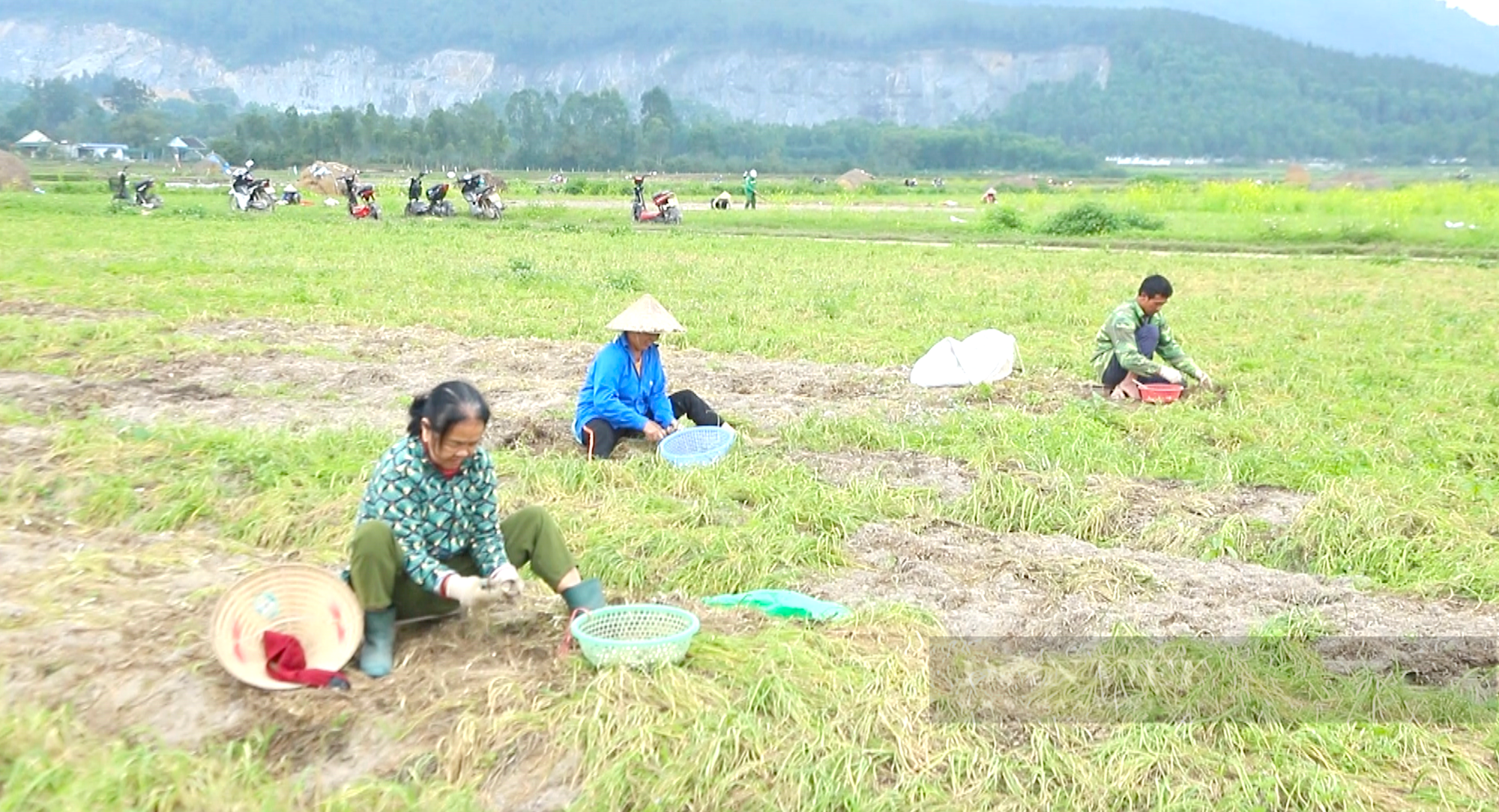 Nông dân Hà Tĩnh trồng củ làm ấm cơ thể ngày mưa gió trên đất hoang, thu nhập lại gấp 2-3 lần cây trồng khác - Ảnh 5.